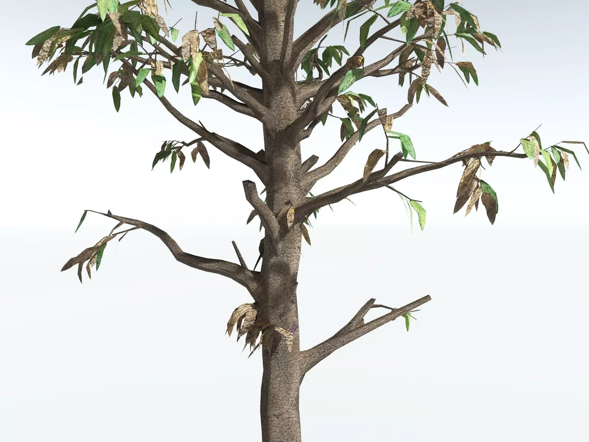 EVERYPlant Cordaites Principalis LowPoly Low-poly 3D model_17