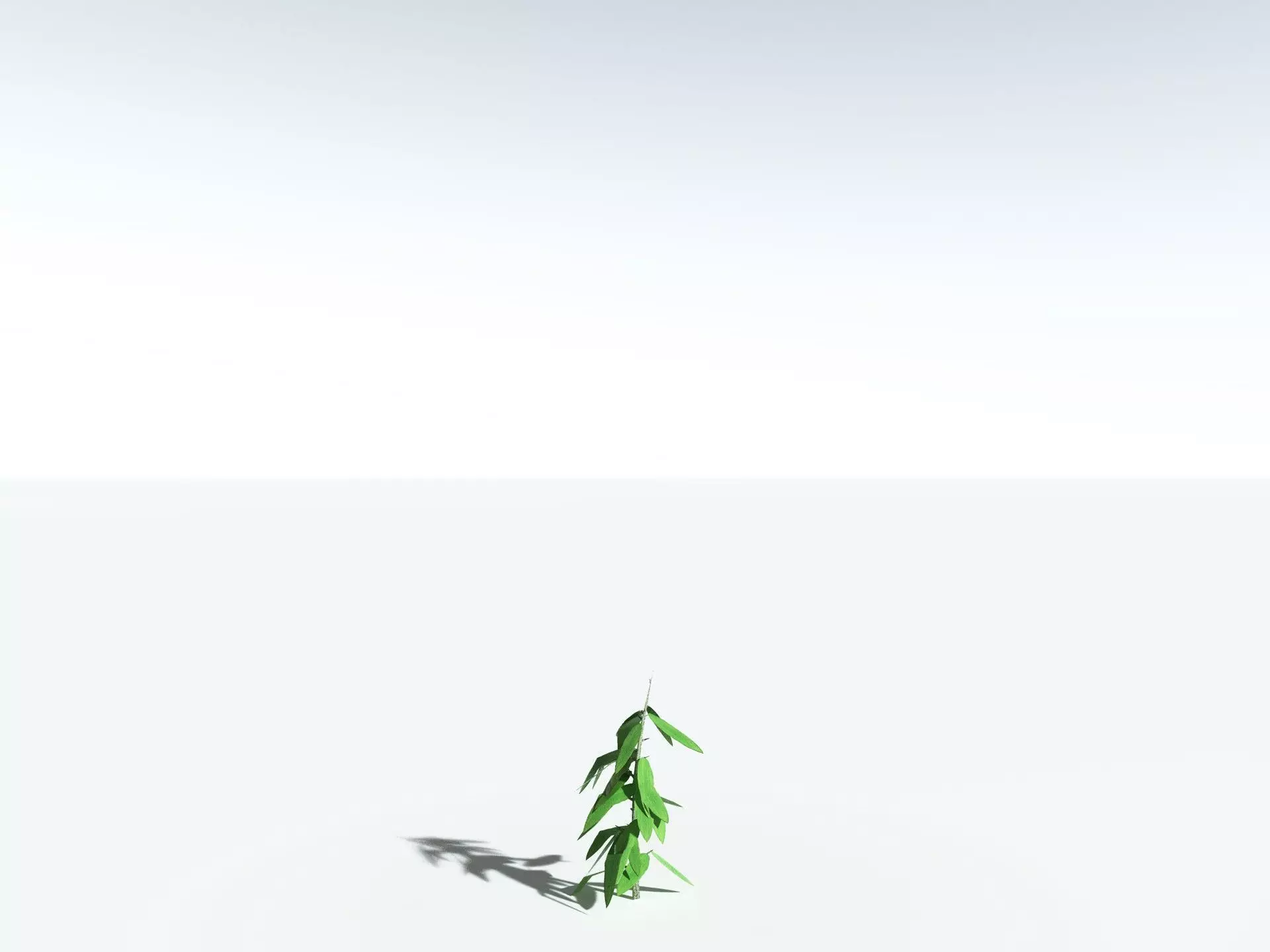 EVERYPlant Cordaites Principalis LowPoly Low-poly 3D model_31