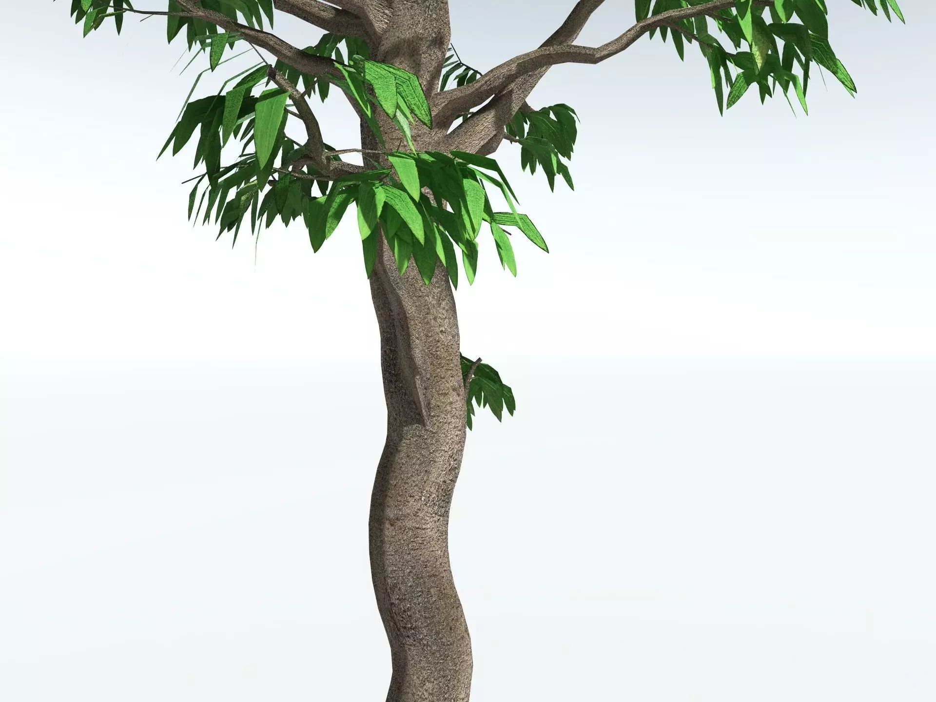 EVERYPlant Cordaites Principalis LowPoly Low-poly 3D model_21