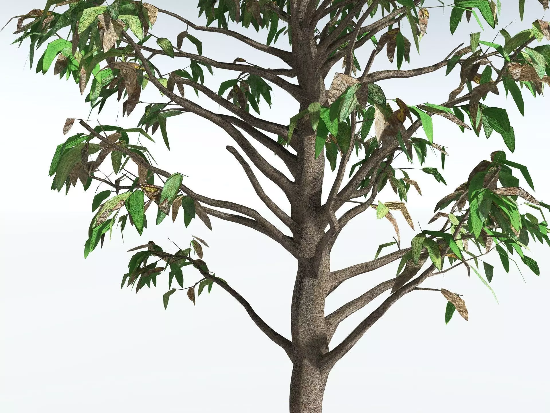 EVERYPlant Cordaites Principalis LowPoly Low-poly 3D model_15