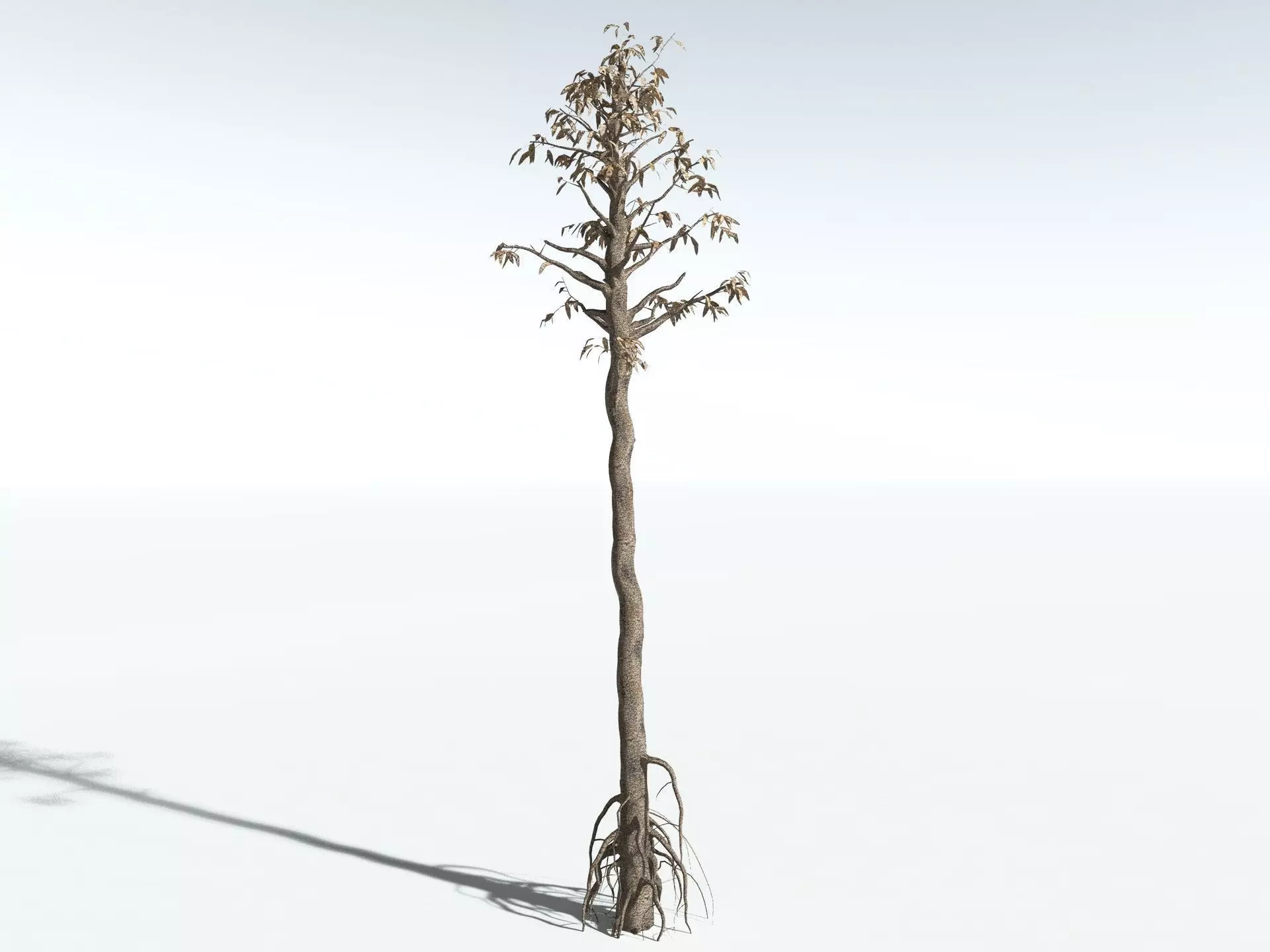 EVERYPlant Cordaites Principalis LowPoly Low-poly 3D model_18