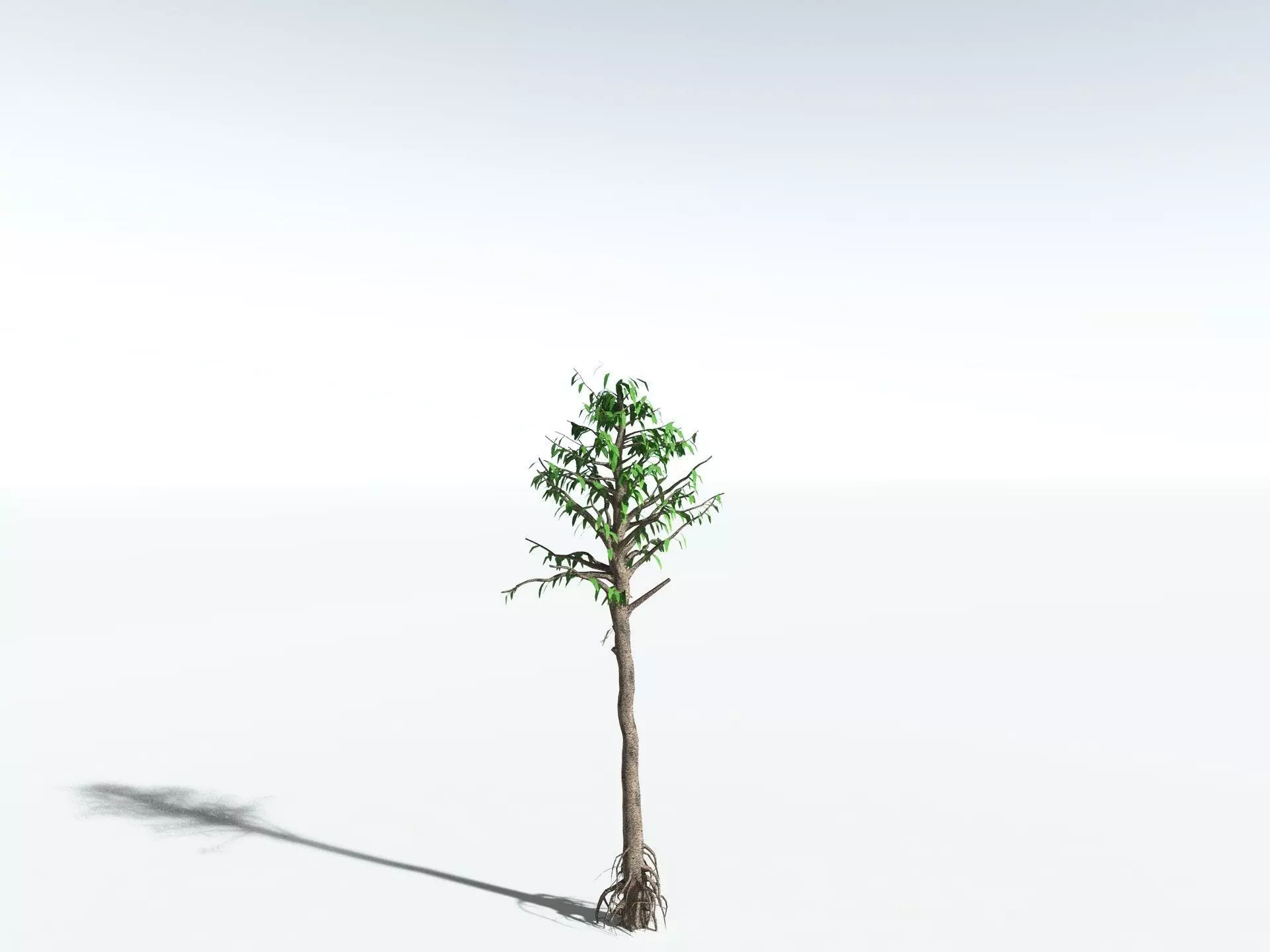EVERYPlant Cordaites Principalis LowPoly Low-poly 3D model_22
