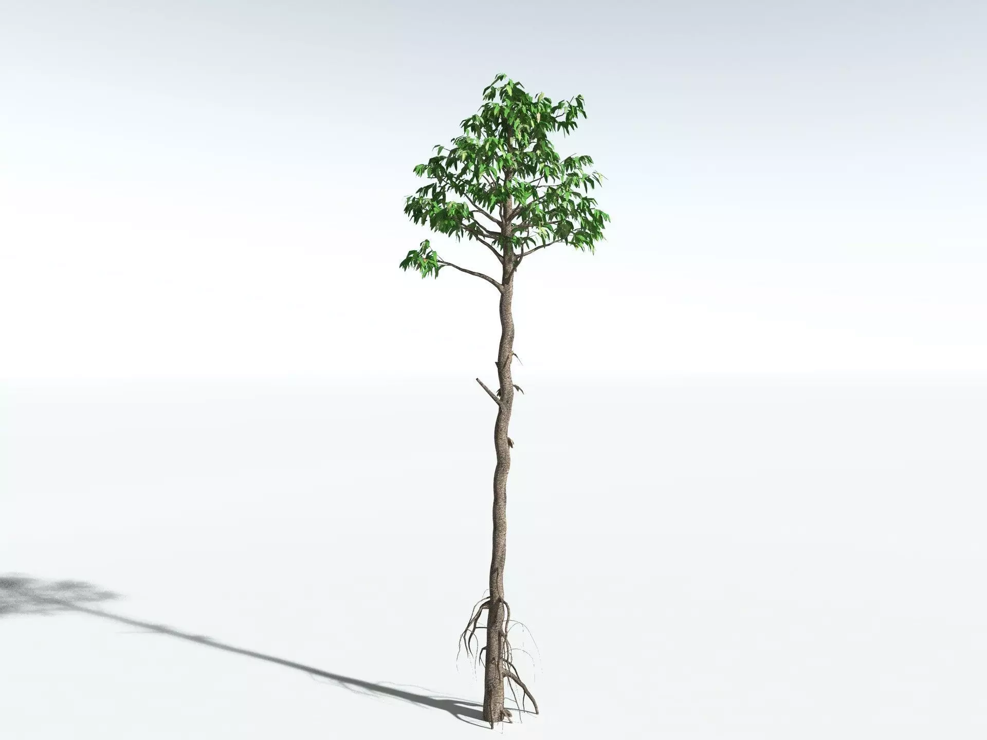 EVERYPlant Cordaites Principalis LowPoly Low-poly 3D model_12