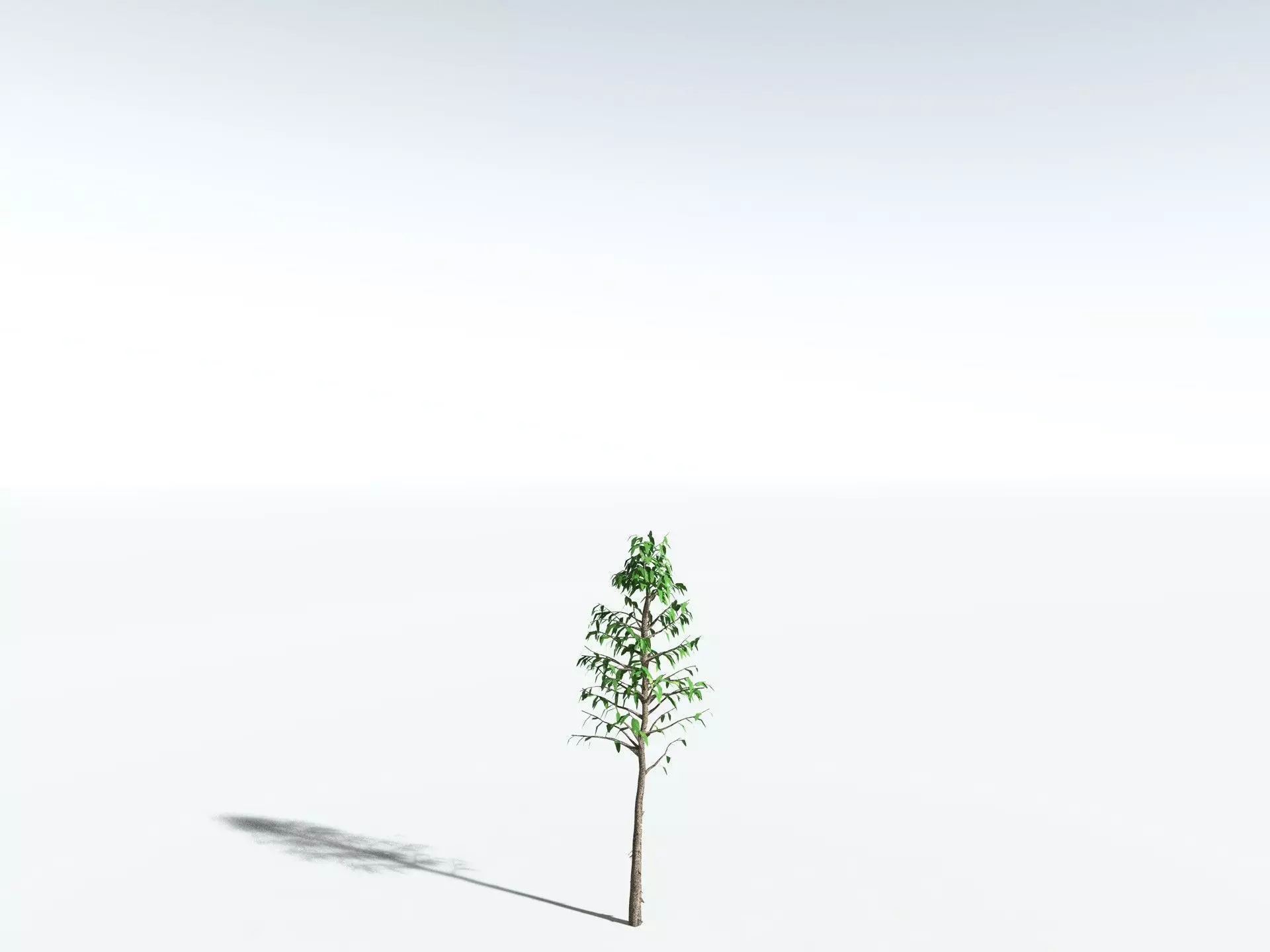 EVERYPlant Cordaites Principalis LowPoly Low-poly 3D model_24