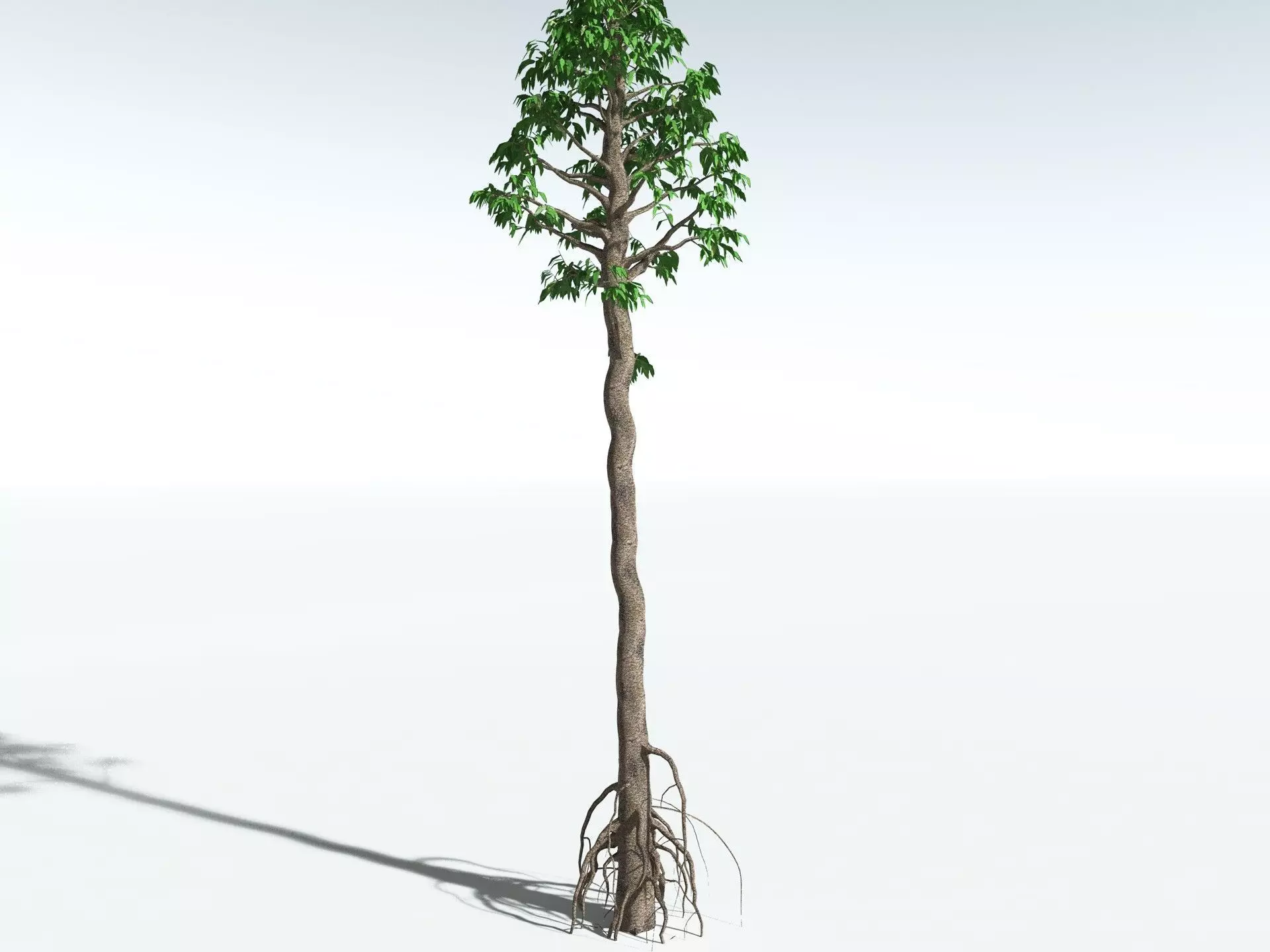 EVERYPlant Cordaites Principalis LowPoly Low-poly 3D model_20