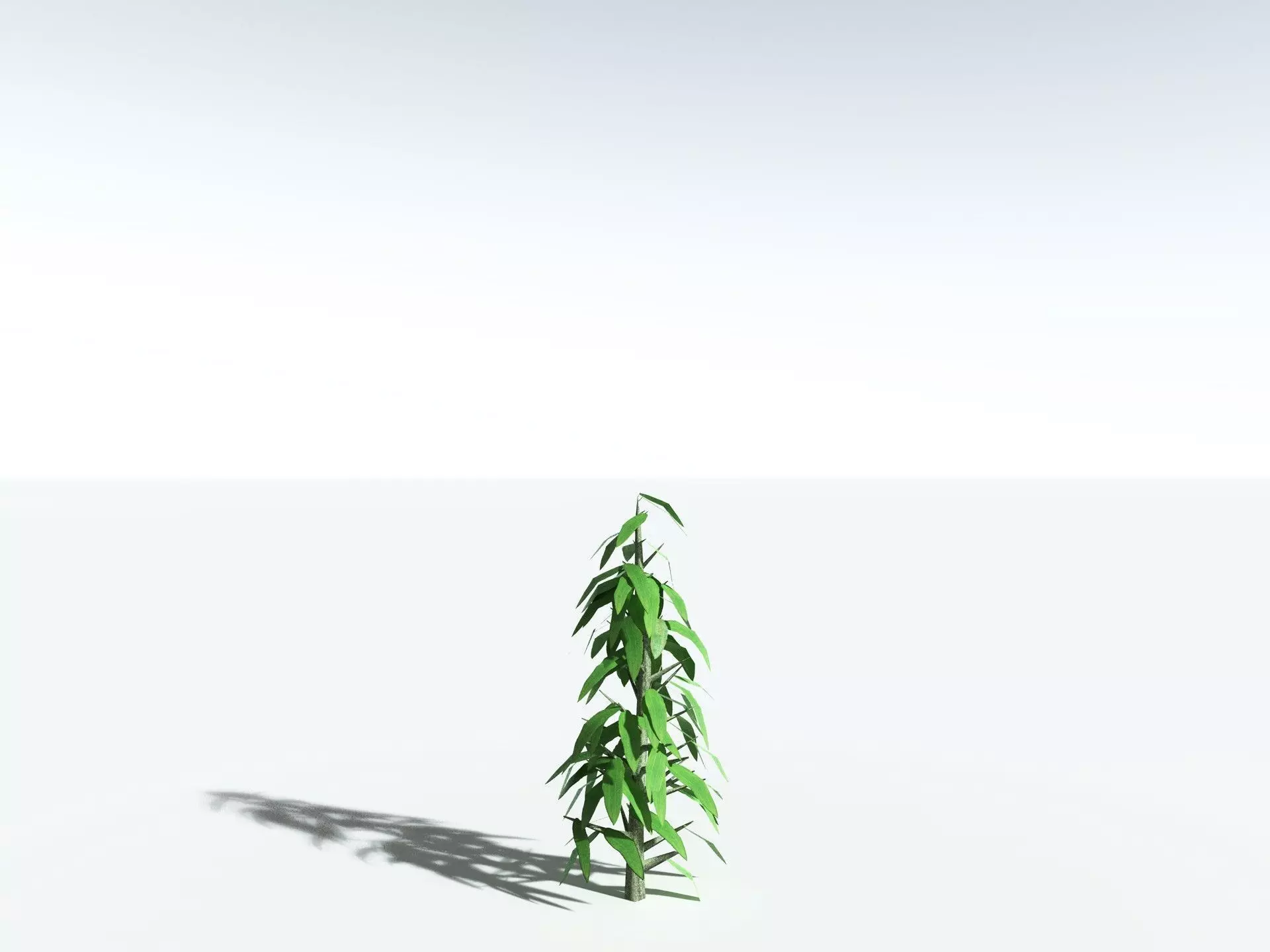 EVERYPlant Cordaites Principalis LowPoly Low-poly 3D model_29