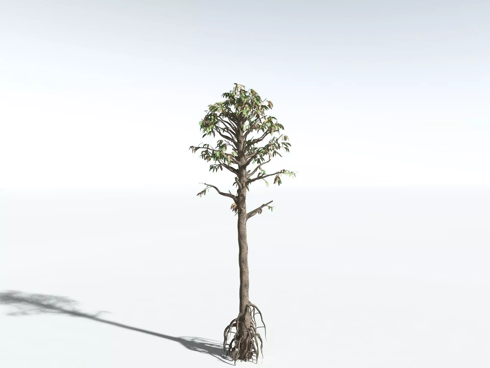 EVERYPlant Cordaites Principalis LowPoly Low-poly 3D model_16
