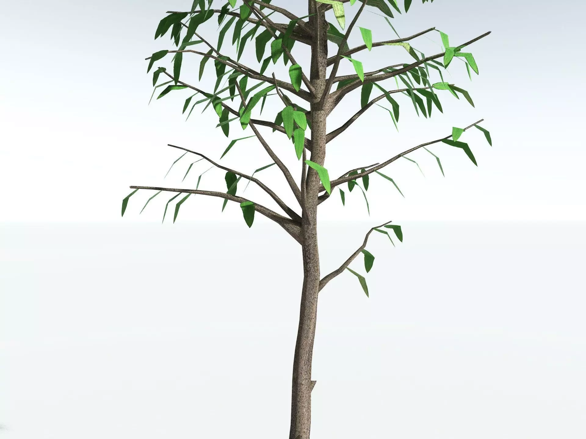 EVERYPlant Cordaites Principalis LowPoly Low-poly 3D model_25