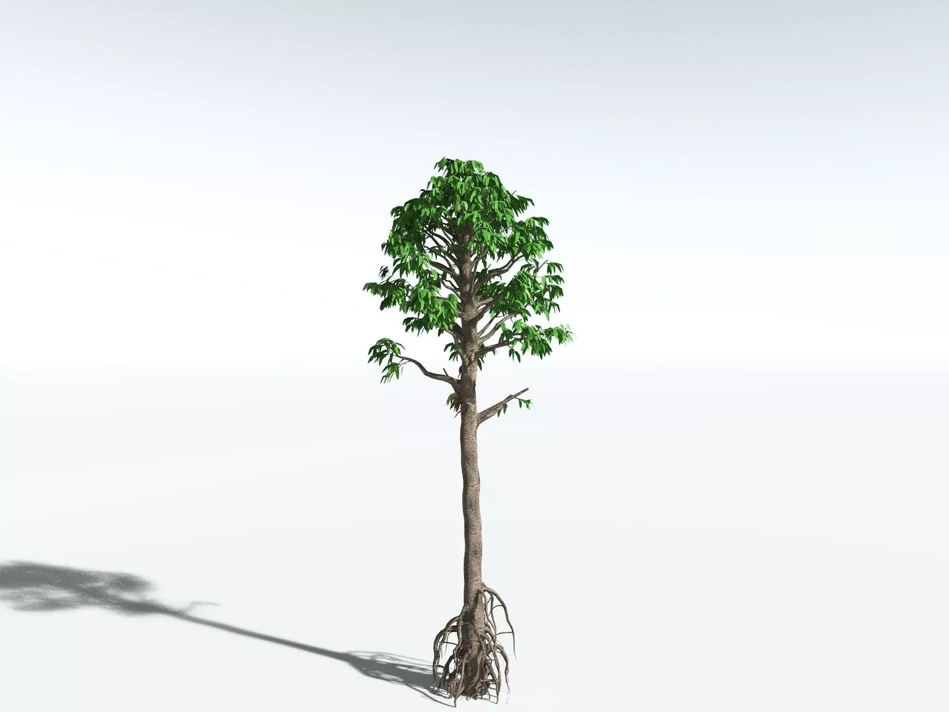 EVERYPlant Cordaites Principalis LowPoly Low-poly 3D model_6