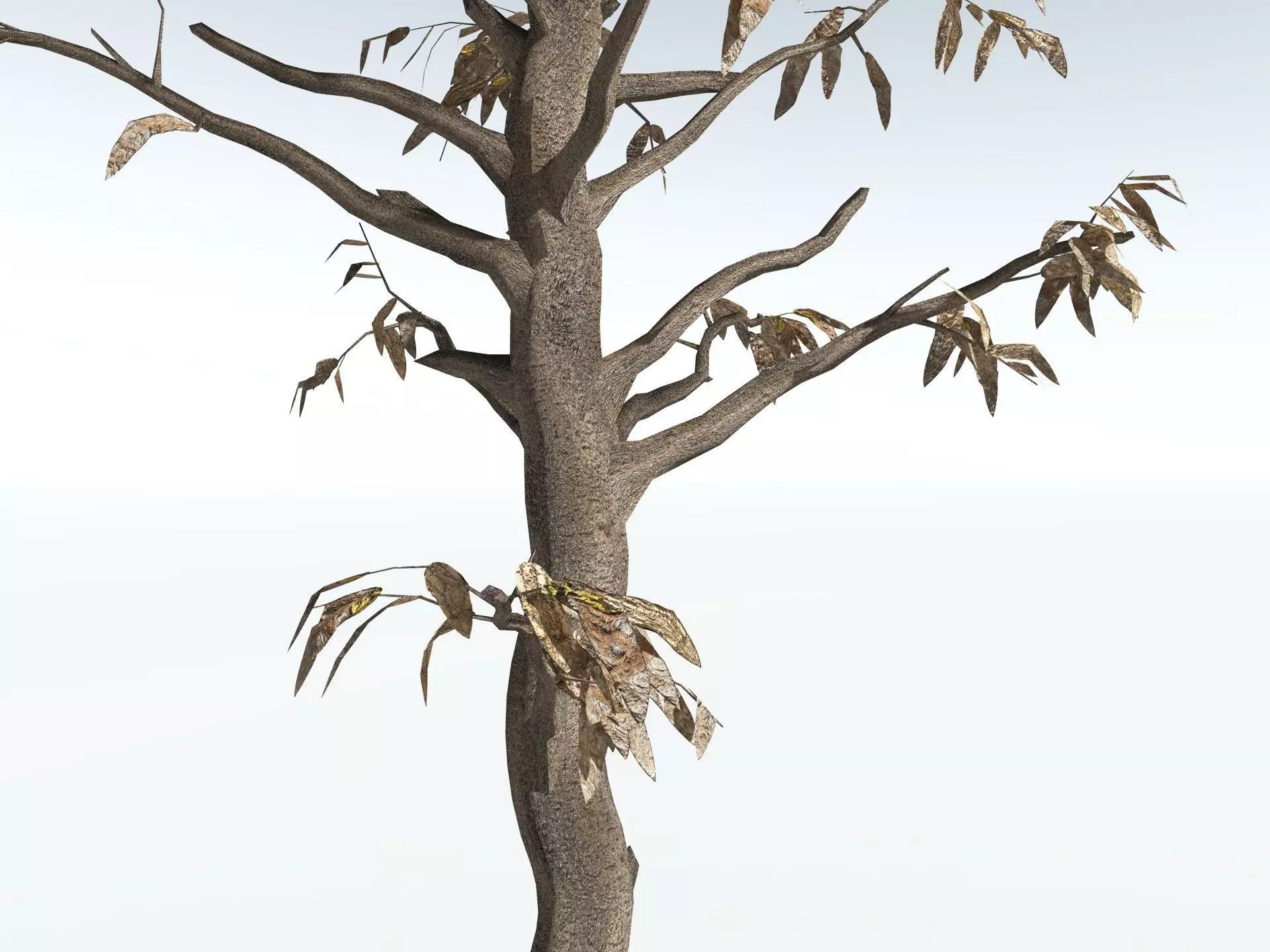 EVERYPlant Cordaites Principalis LowPoly Low-poly 3D model_19