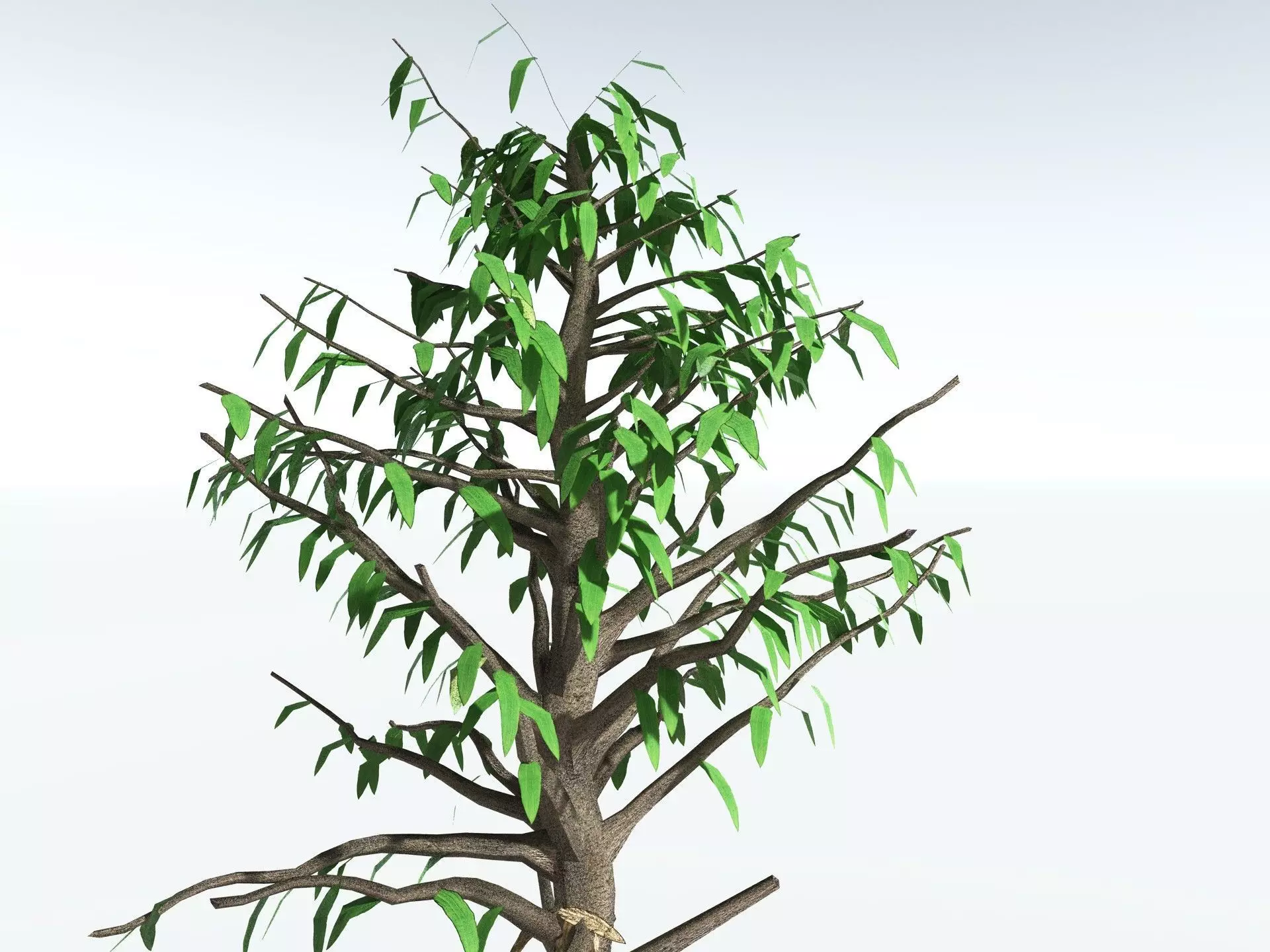 EVERYPlant Cordaites Principalis LowPoly Low-poly 3D model_23