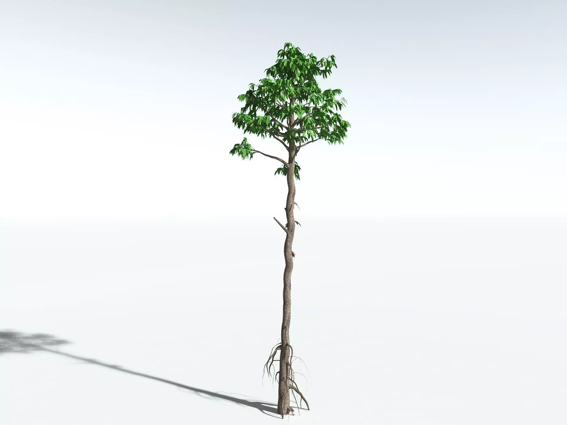 EVERYPlant Cordaites Principalis LowPoly Low-poly 3D model_2