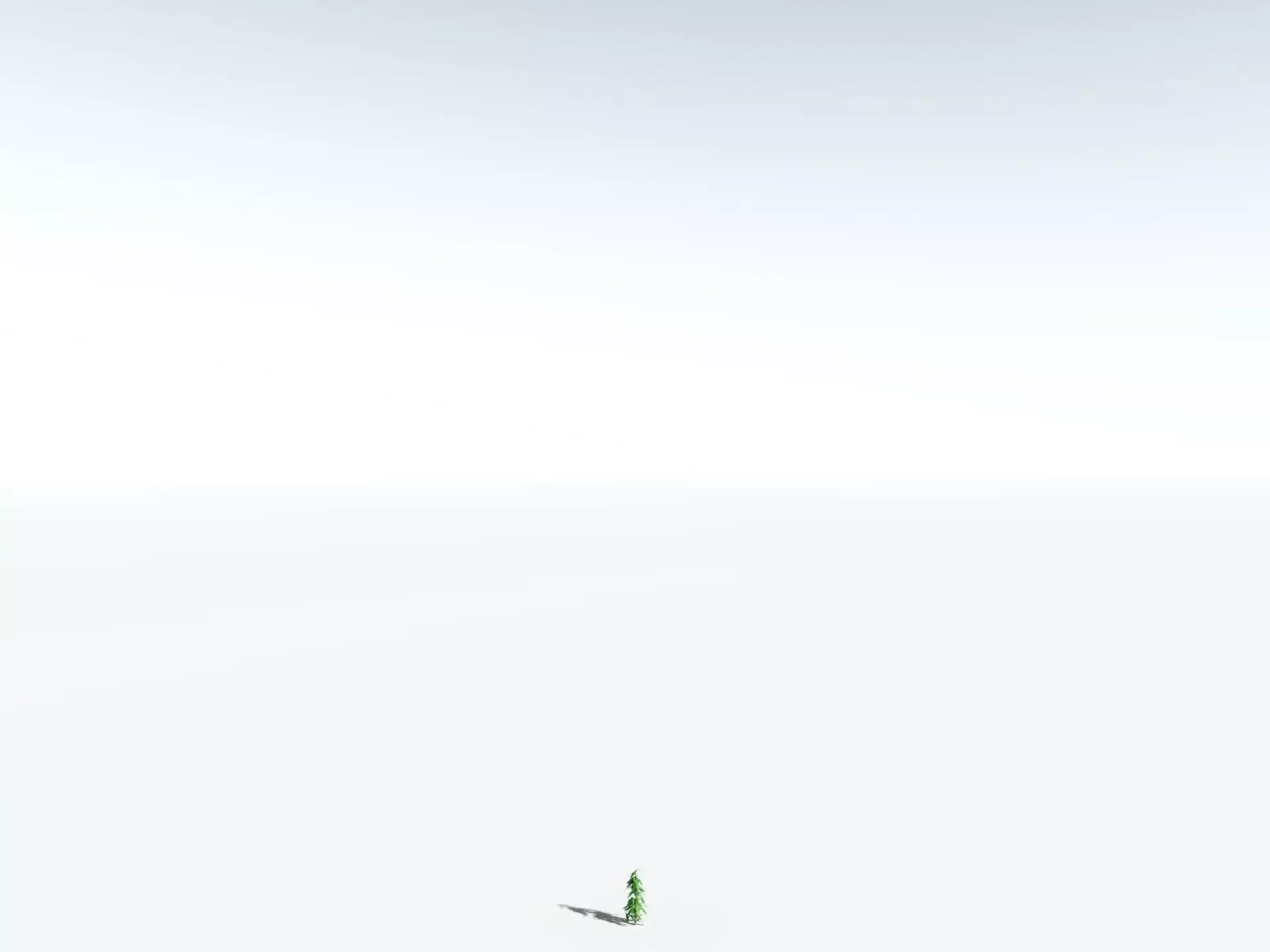 EVERYPlant Cordaites Principalis LowPoly Low-poly 3D model_28