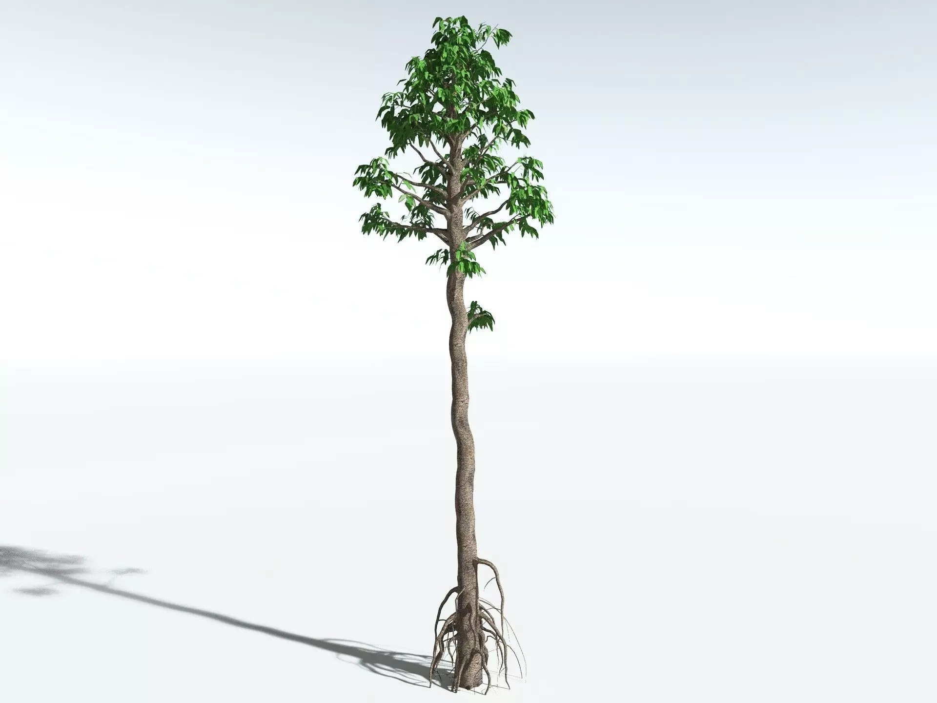 EVERYPlant Cordaites Principalis LowPoly Low-poly 3D model_8