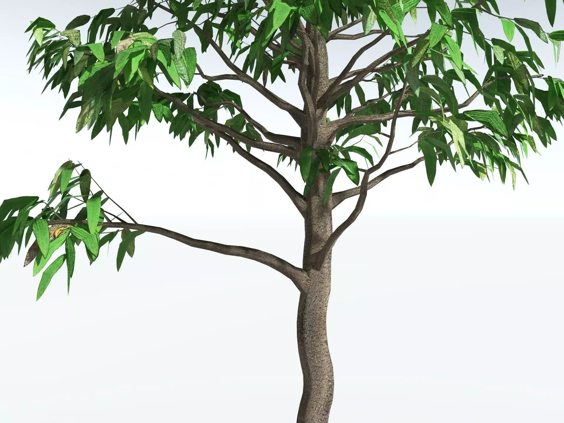 EVERYPlant Cordaites Principalis LowPoly Low-poly 3D model_13