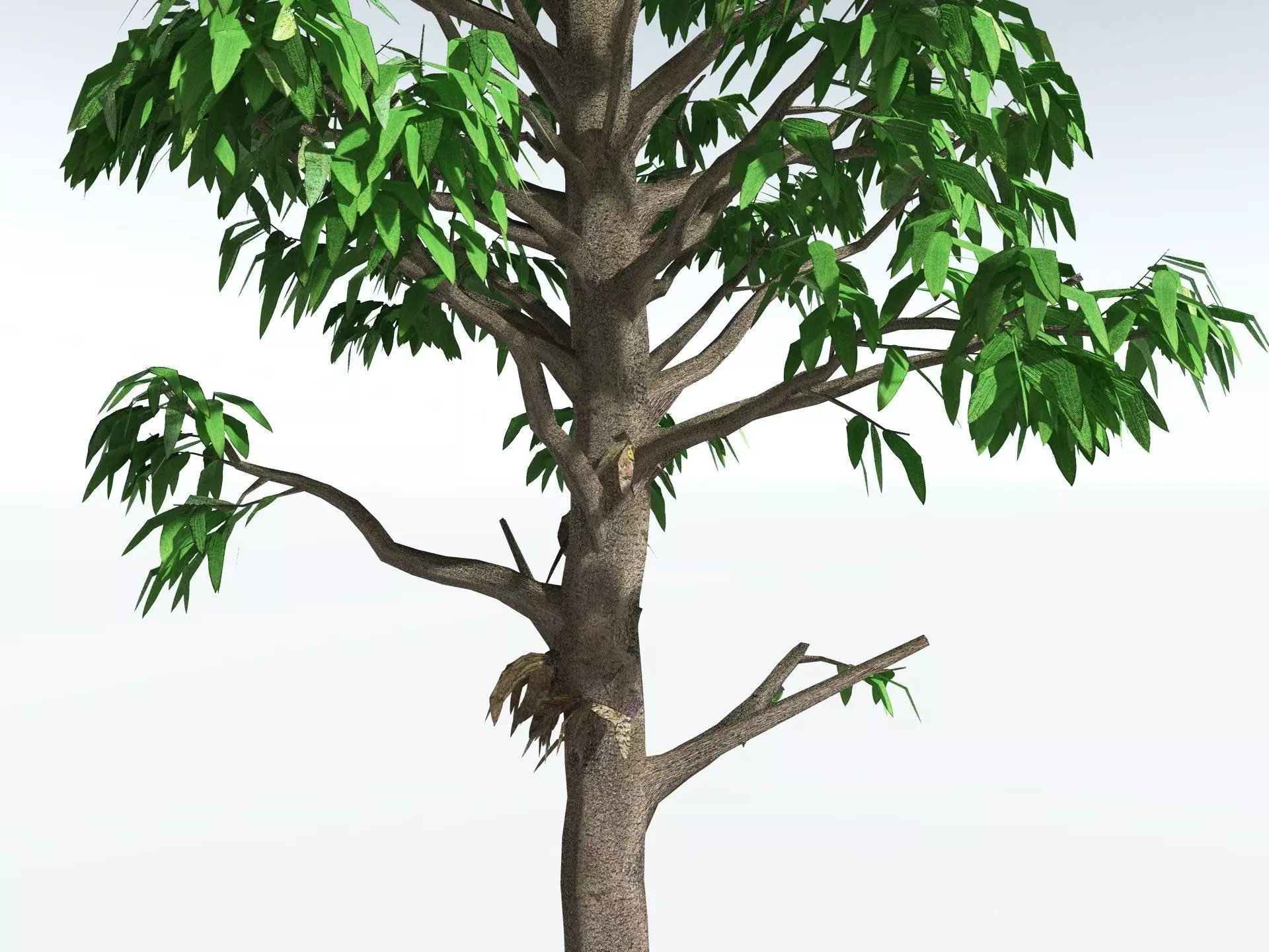 EVERYPlant Cordaites Principalis LowPoly Low-poly 3D model_7