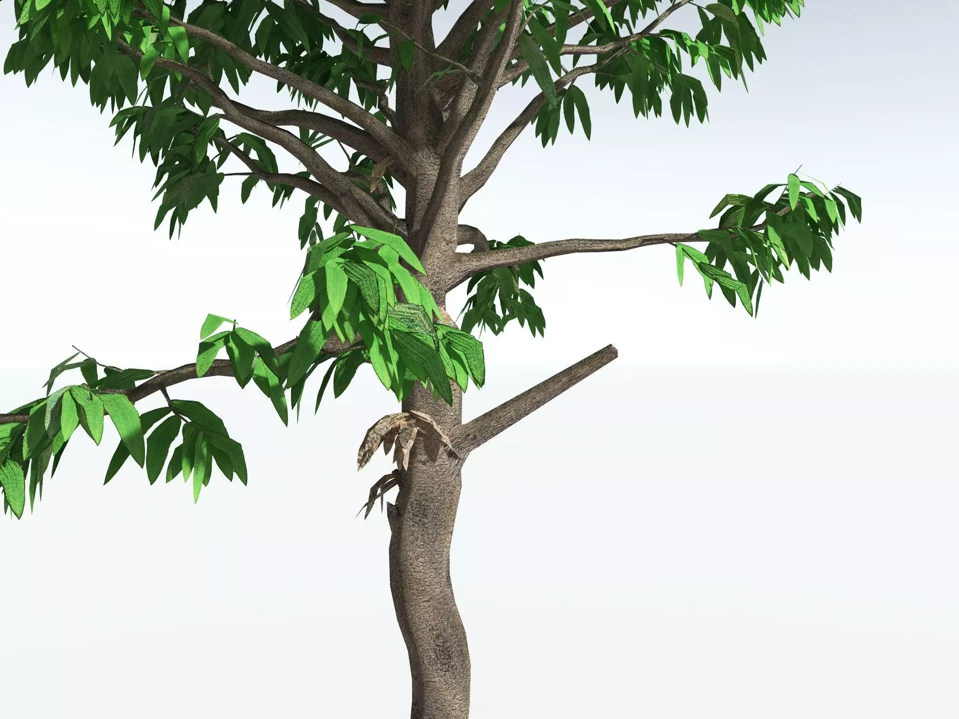 EVERYPlant Cordaites Principalis LowPoly Low-poly 3D model_1