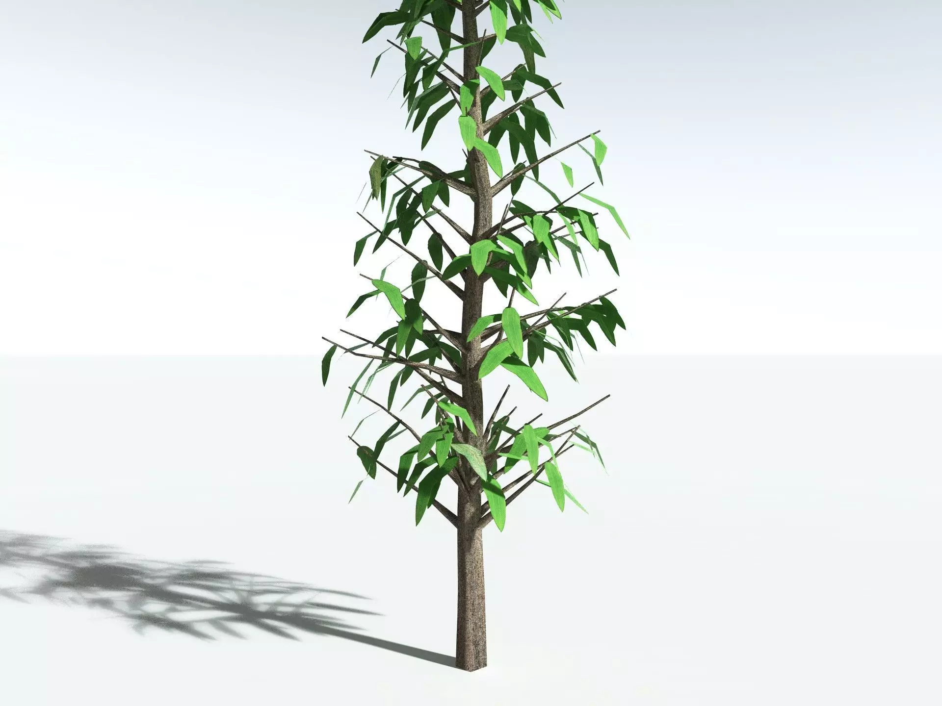 EVERYPlant Cordaites Principalis LowPoly Low-poly 3D model_27