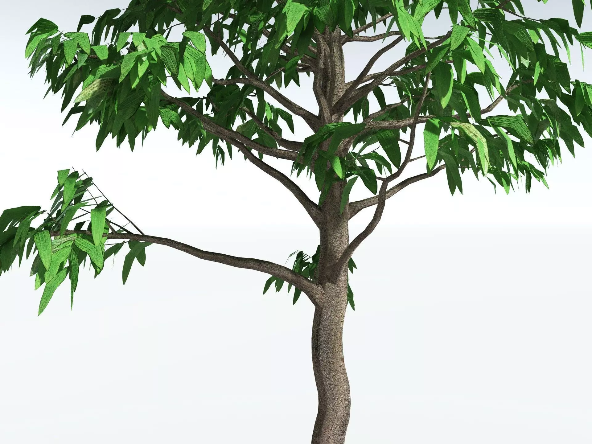 EVERYPlant Cordaites Principalis LowPoly Low-poly 3D model_3