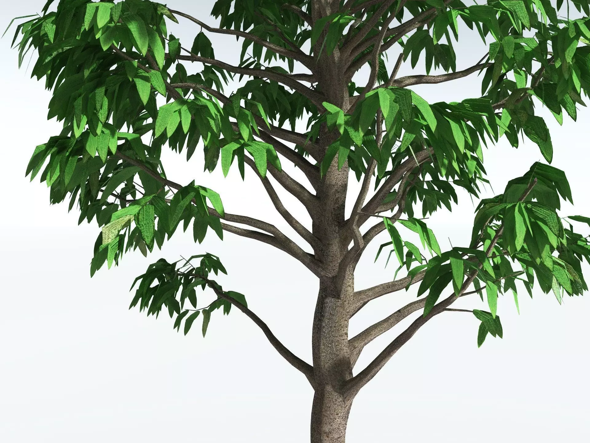 EVERYPlant Cordaites Principalis LowPoly Low-poly 3D model_5