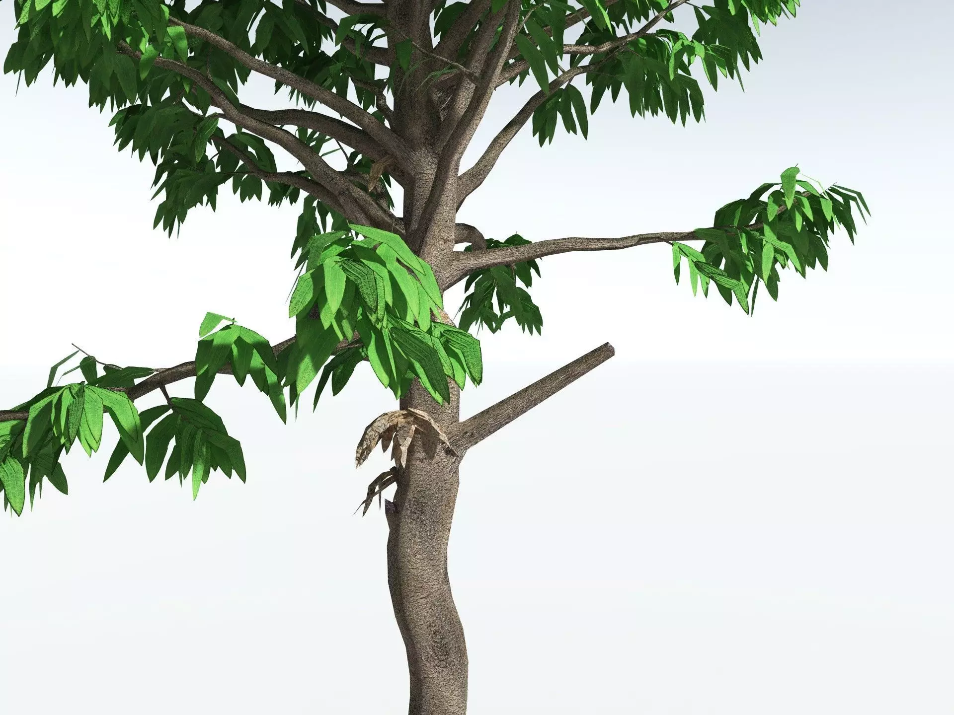 EVERYPlant Cordaites Principalis LowPoly Low-poly 3D model_11