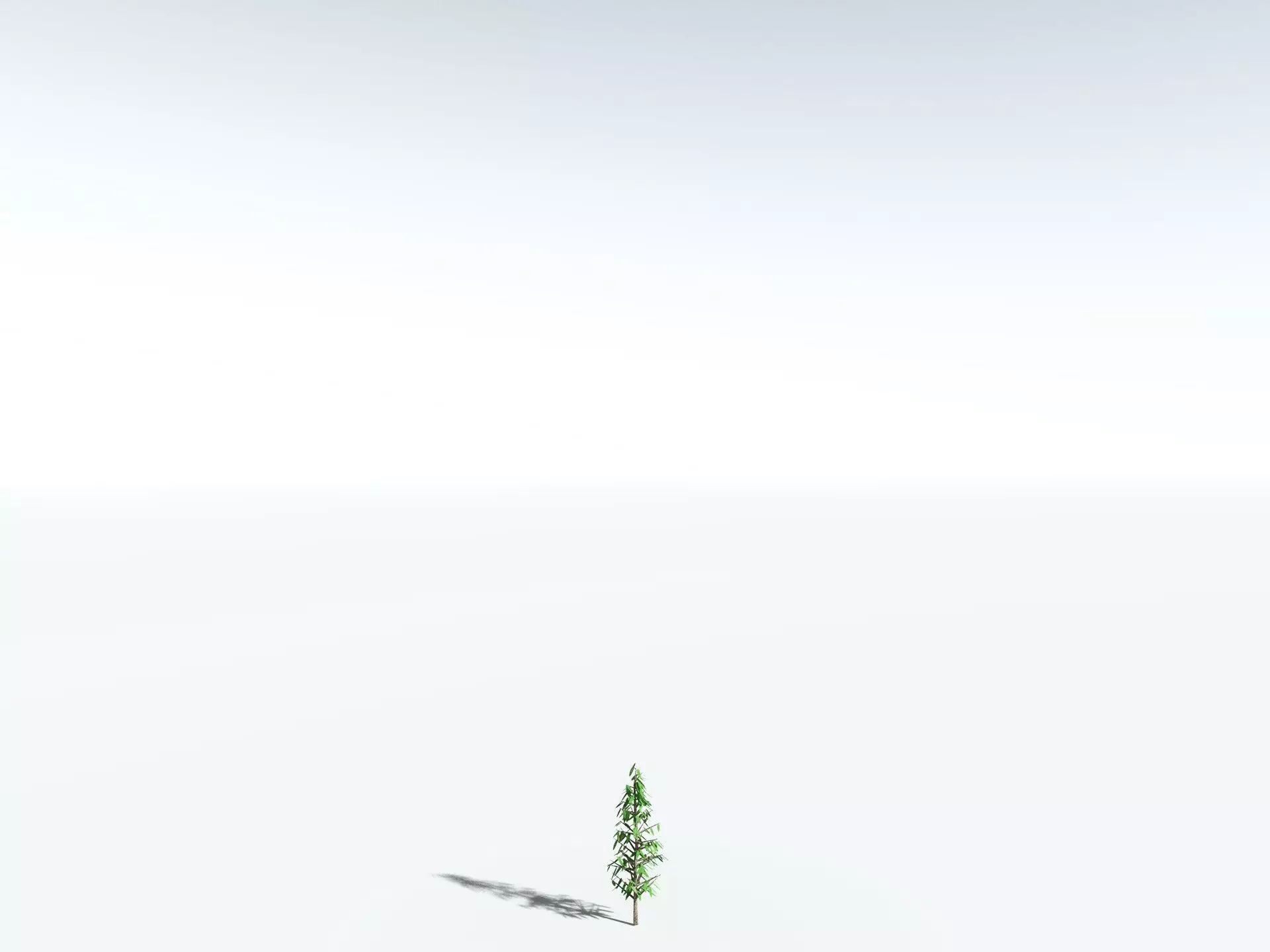 EVERYPlant Cordaites Principalis LowPoly Low-poly 3D model_26