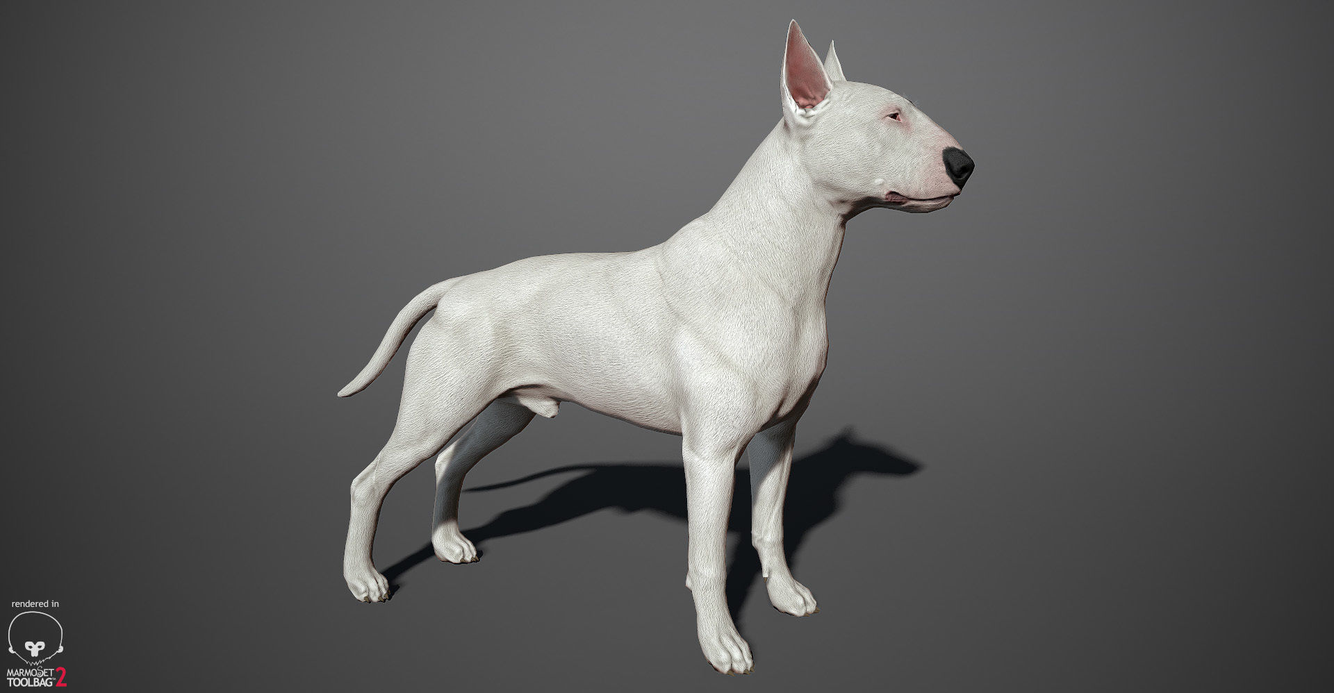 Bull Terrier Real-Time Low-poly 3D model_2
