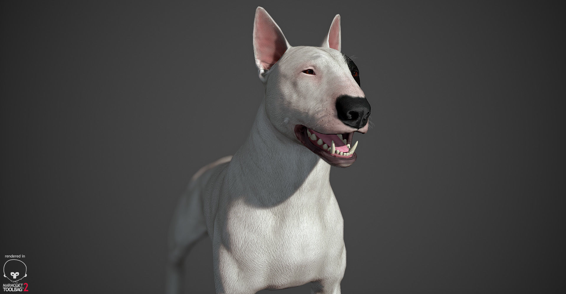 Bull Terrier Real-Time Low-poly 3D model_17