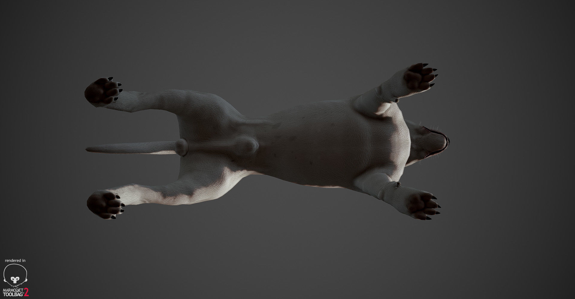 Bull Terrier Real-Time Low-poly 3D model_16
