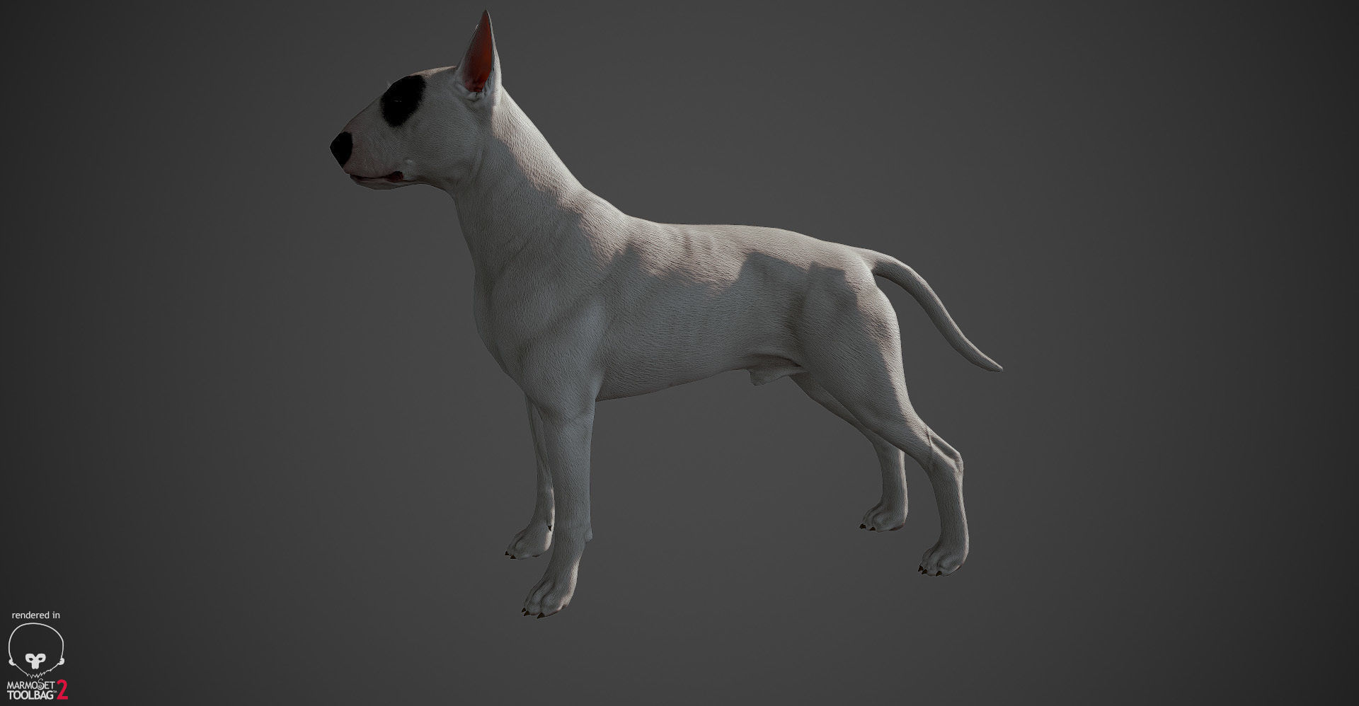 Bull Terrier Real-Time Low-poly 3D model_10