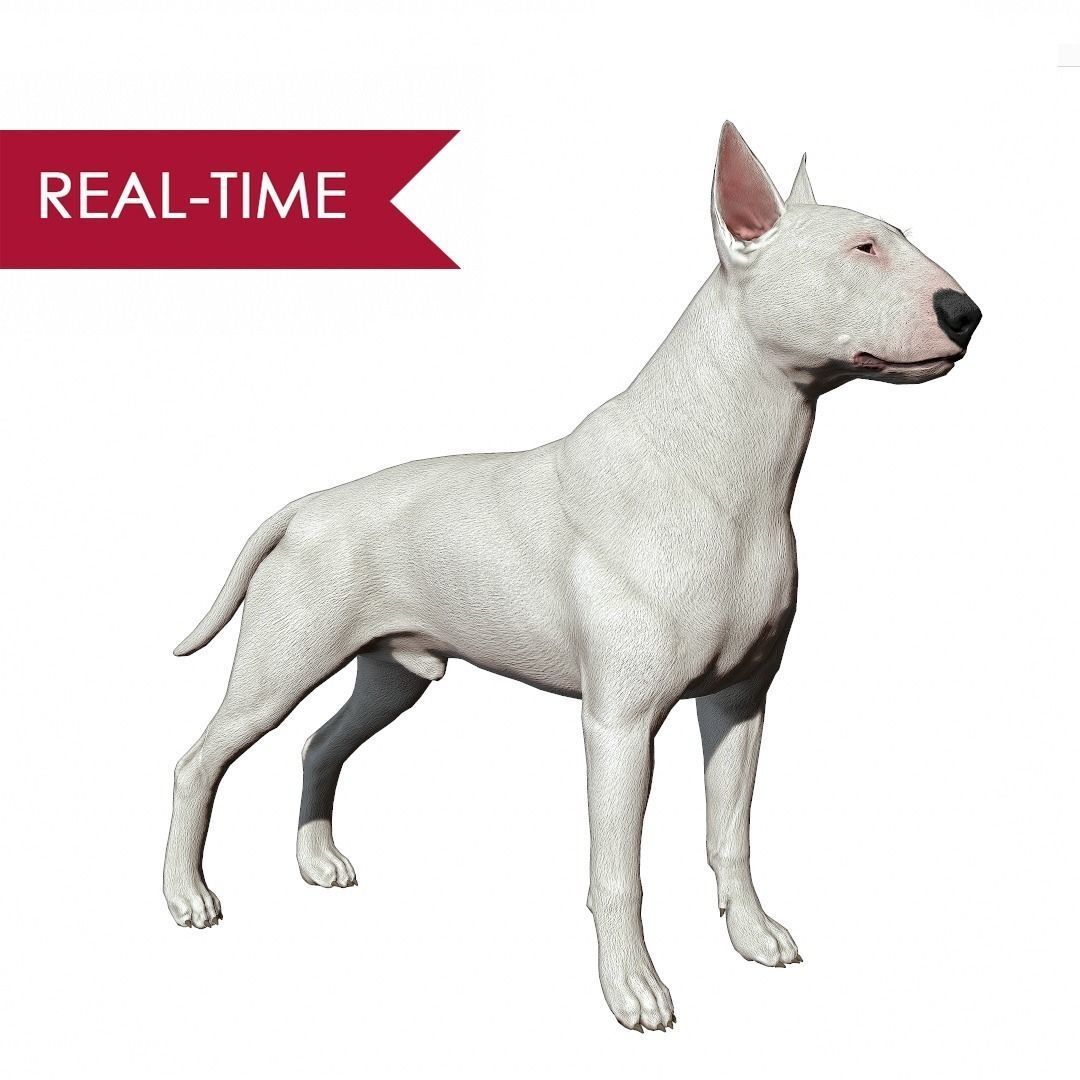 Bull Terrier Real-Time Low-poly 3D model_0