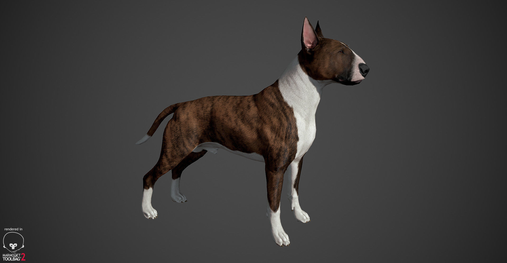 Bull Terrier Real-Time Low-poly 3D model_24