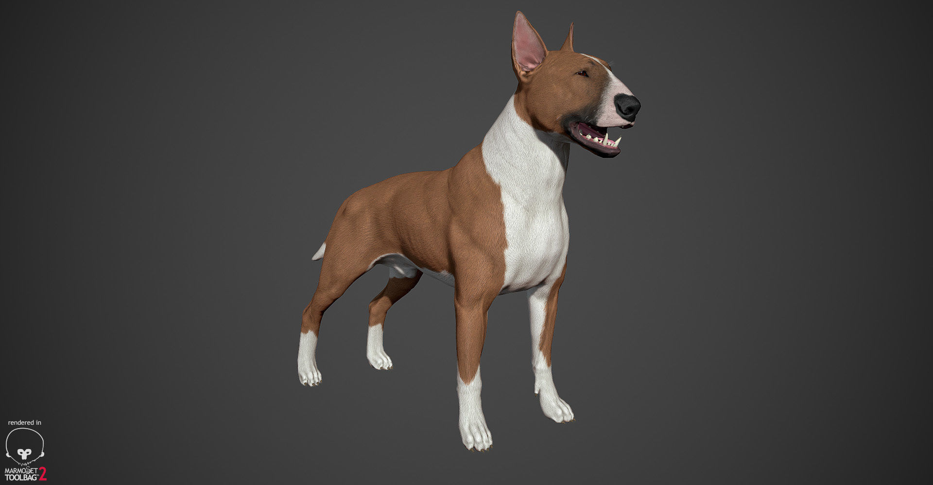 Bull Terrier Real-Time Low-poly 3D model_22