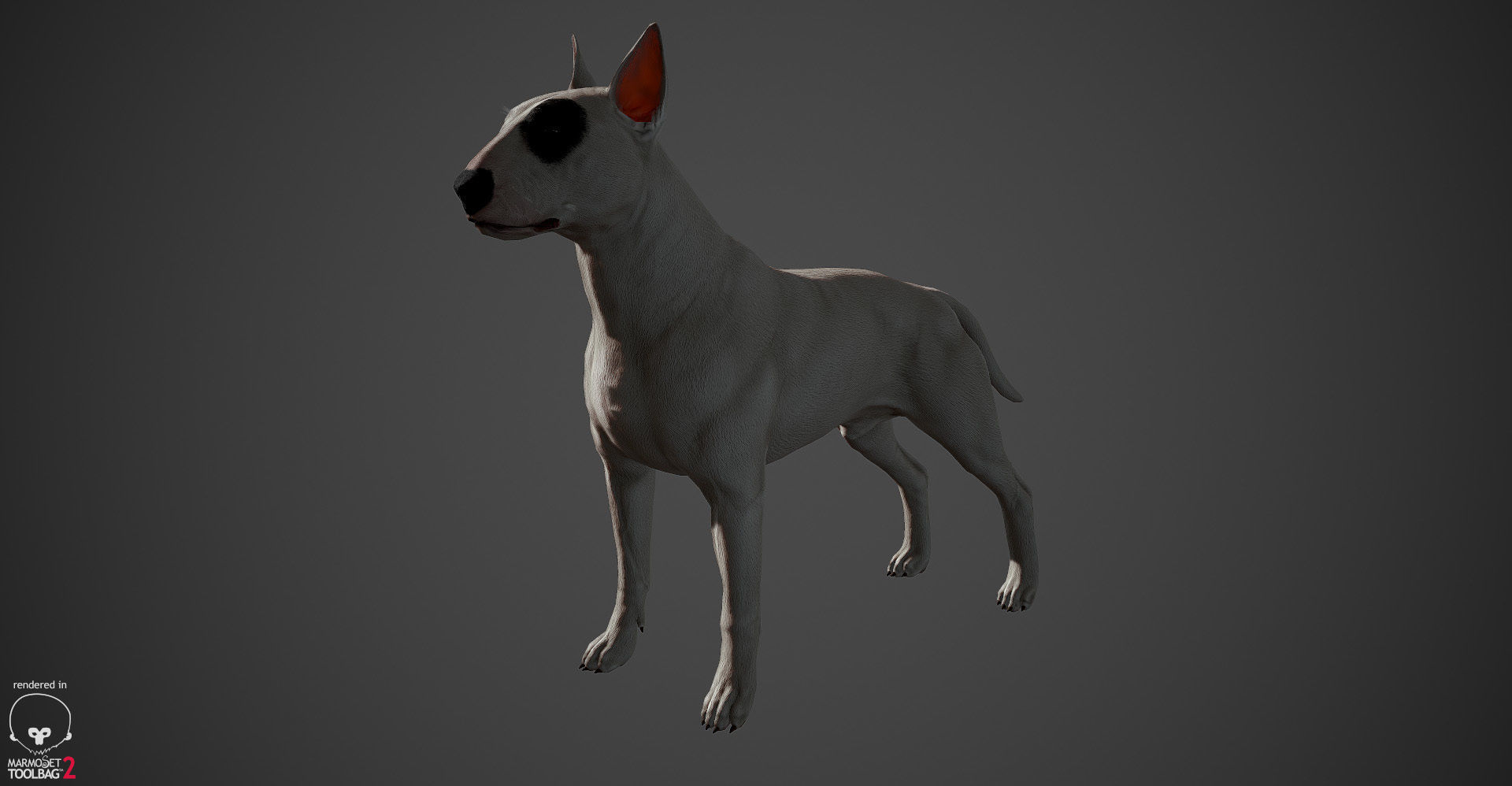 Bull Terrier Real-Time Low-poly 3D model_11