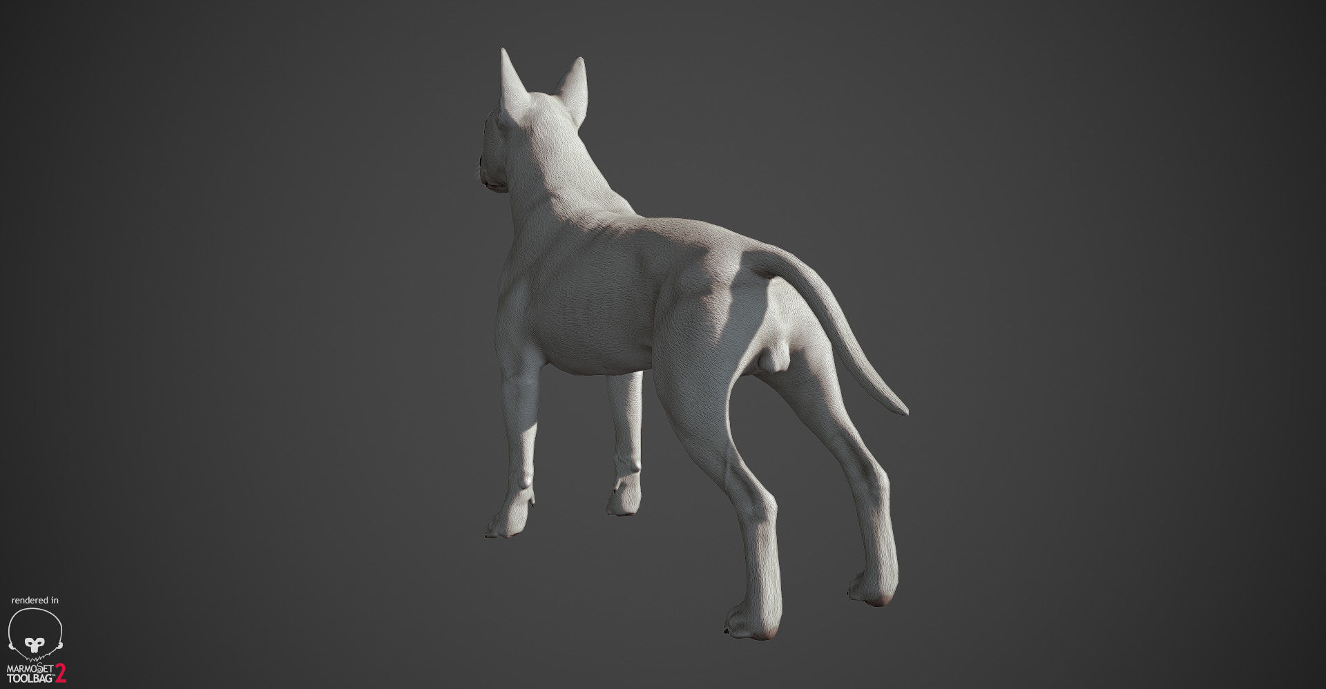 Bull Terrier Real-Time Low-poly 3D model_9