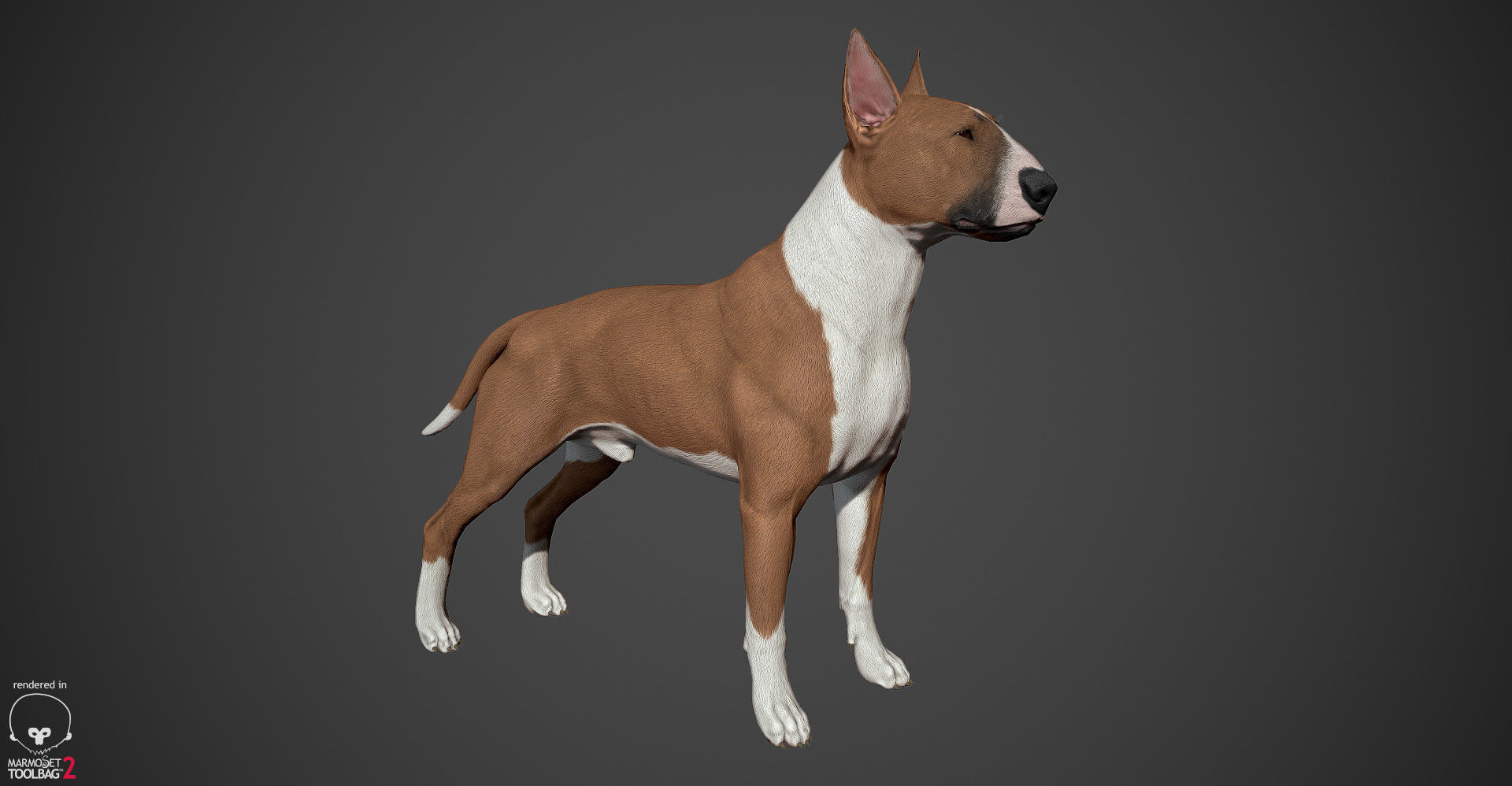 Bull Terrier Real-Time Low-poly 3D model_5
