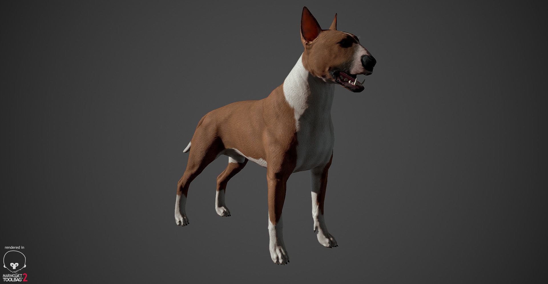 Bull Terrier Real-Time Low-poly 3D model_21