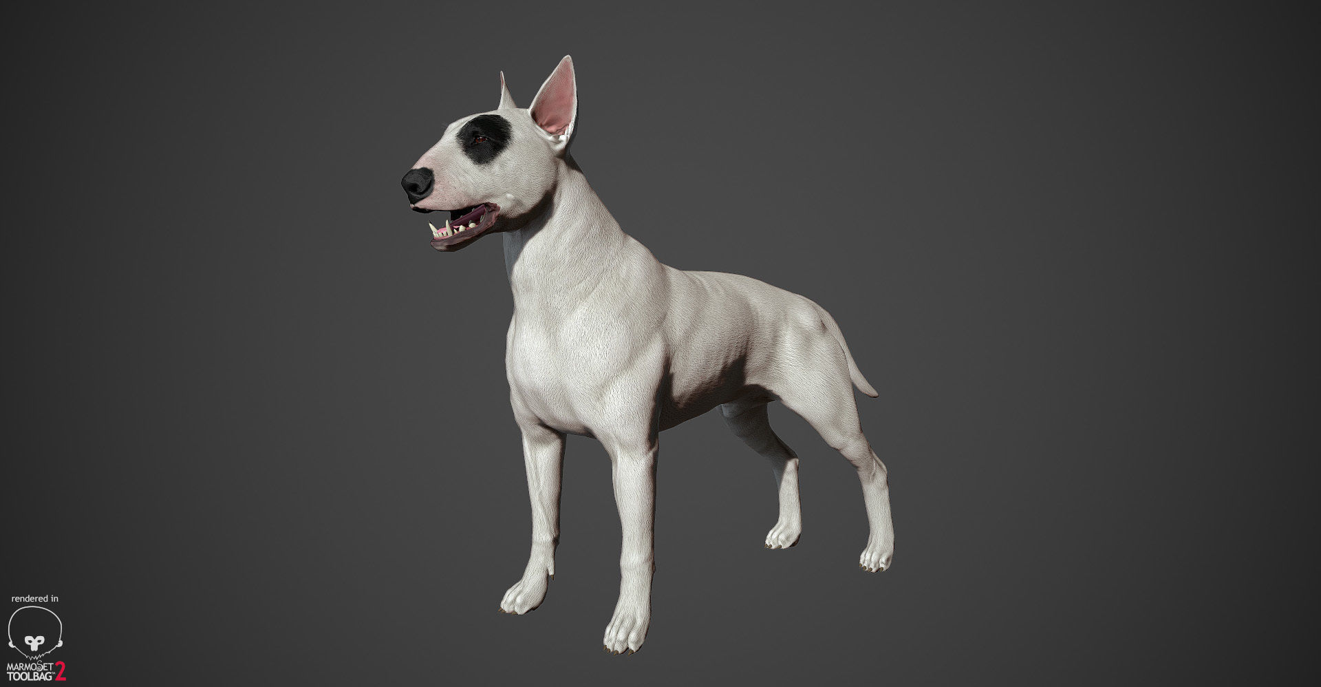 Bull Terrier Real-Time Low-poly 3D model_19