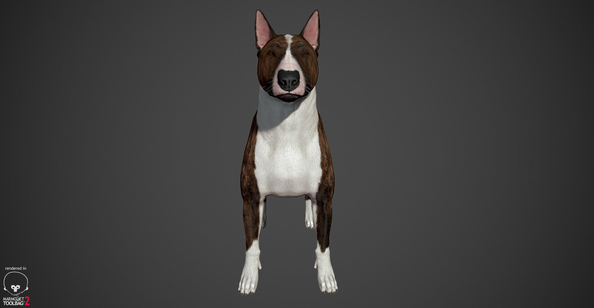 Bull Terrier Real-Time Low-poly 3D model_26
