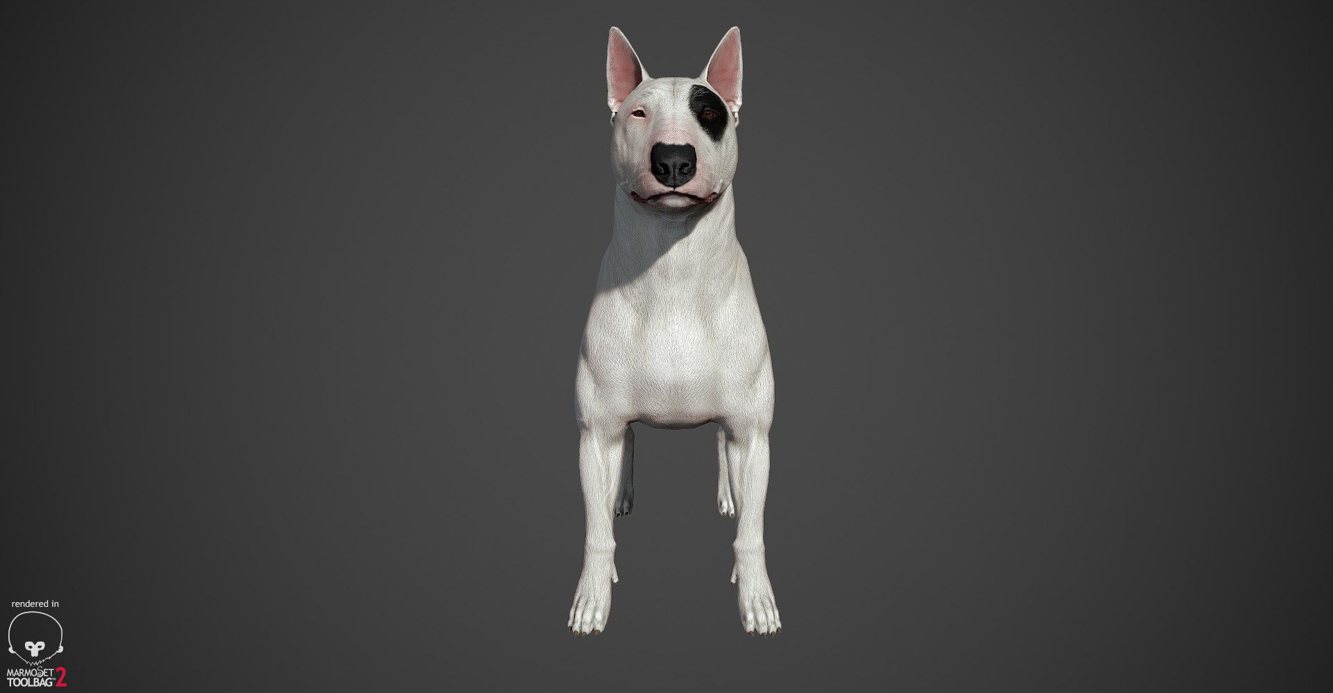 Bull Terrier Real-Time Low-poly 3D model_13