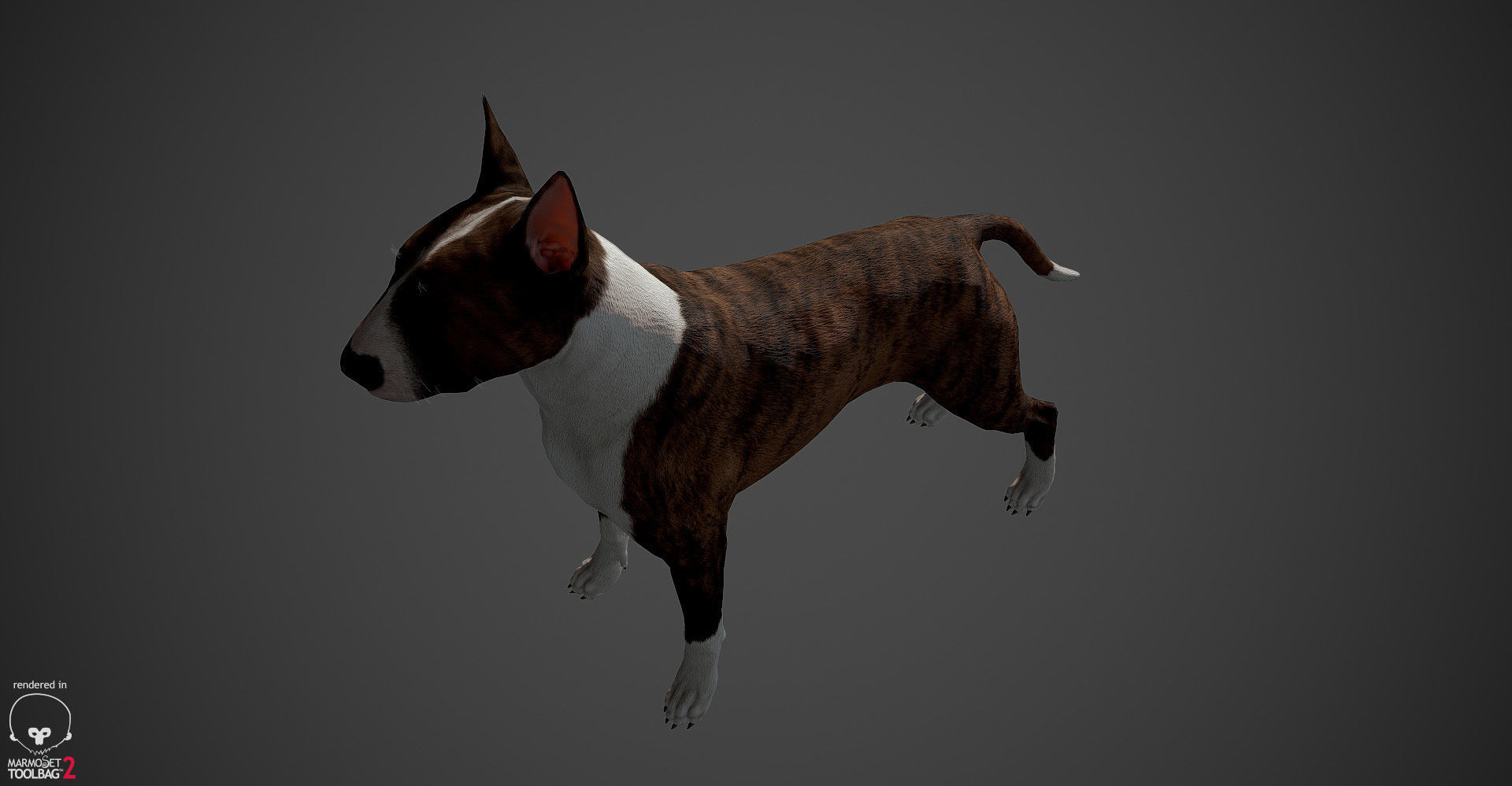 Bull Terrier Real-Time Low-poly 3D model_25