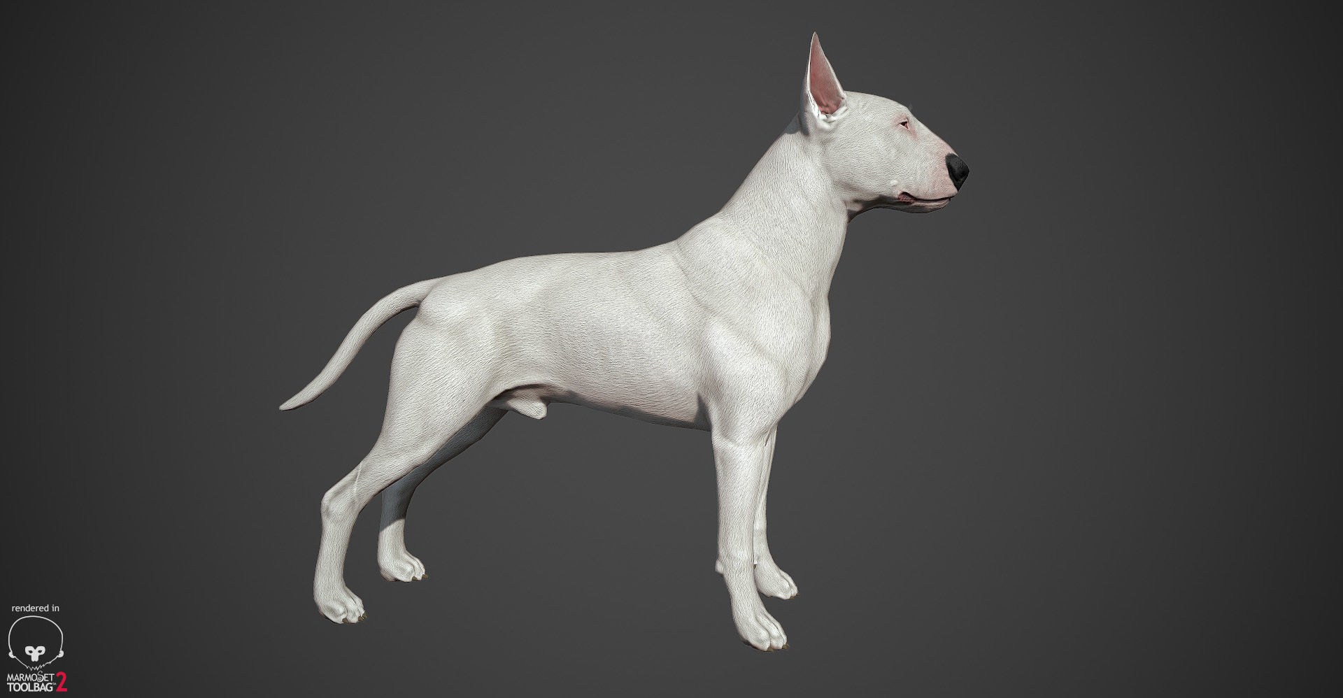 Bull Terrier Real-Time Low-poly 3D model_4