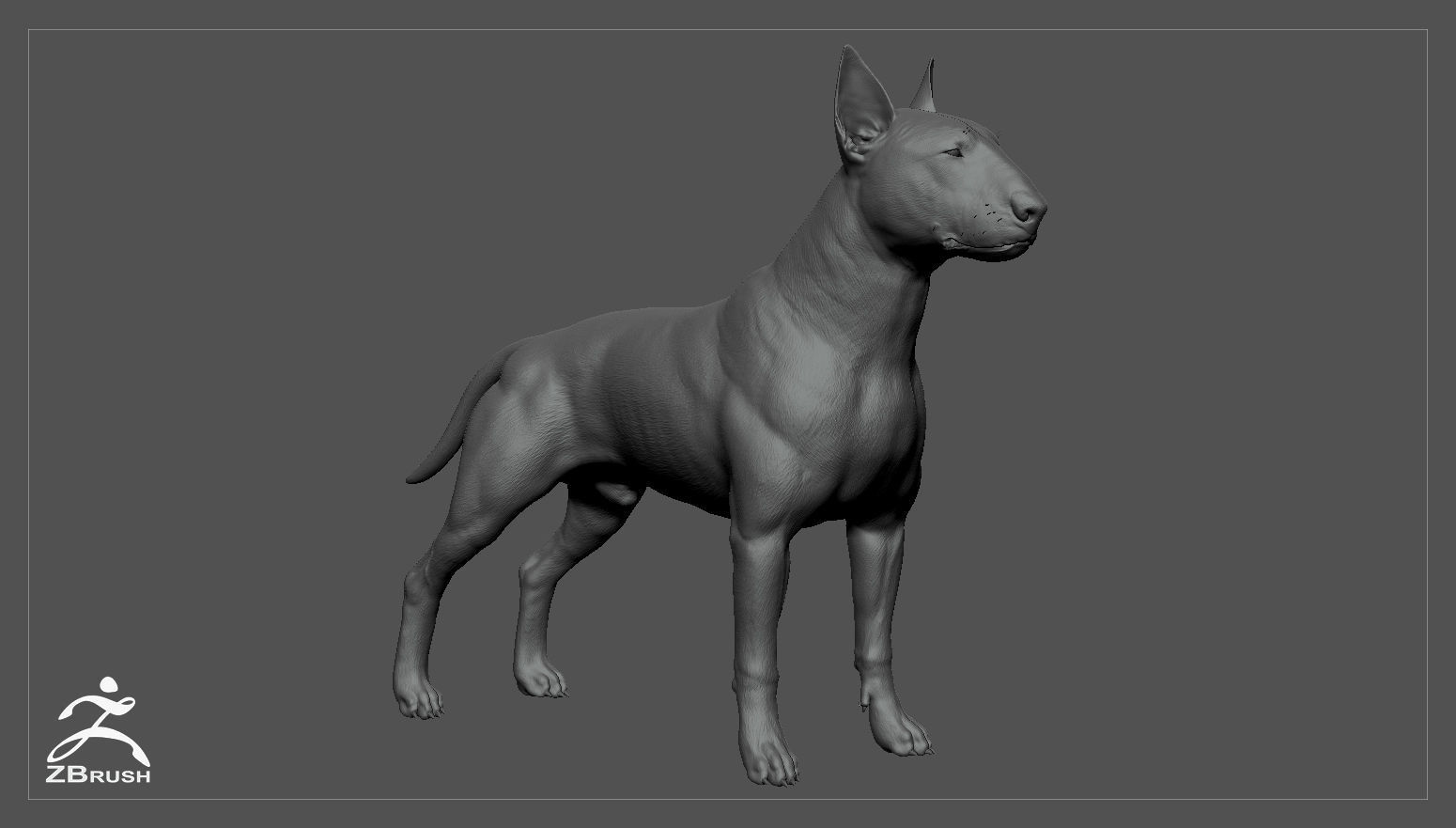 Bull Terrier Real-Time Low-poly 3D model_31