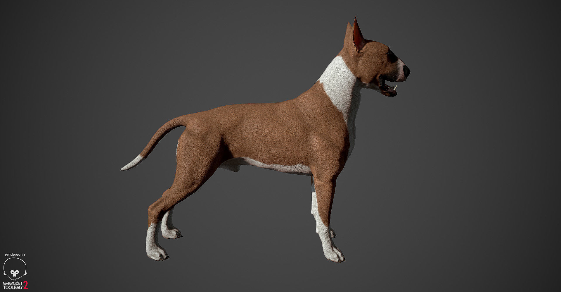 Bull Terrier Real-Time Low-poly 3D model_23