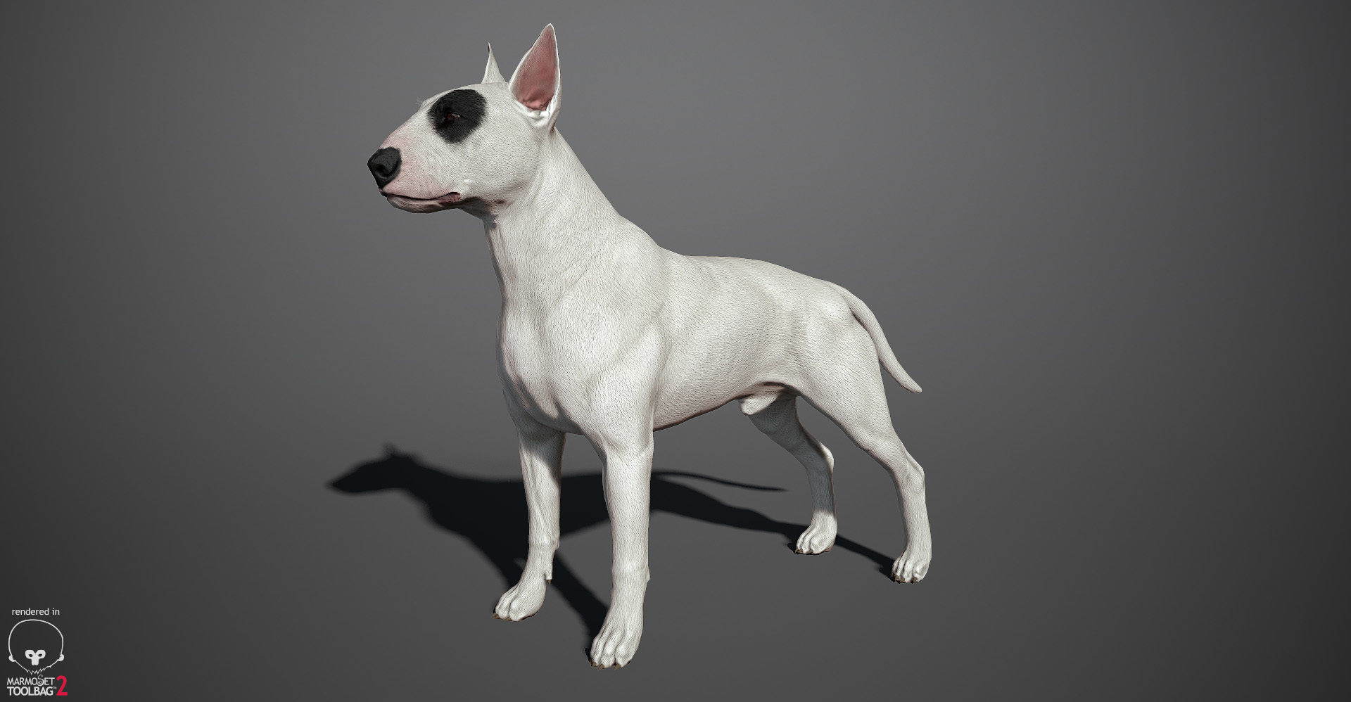 Bull Terrier Real-Time Low-poly 3D model_3