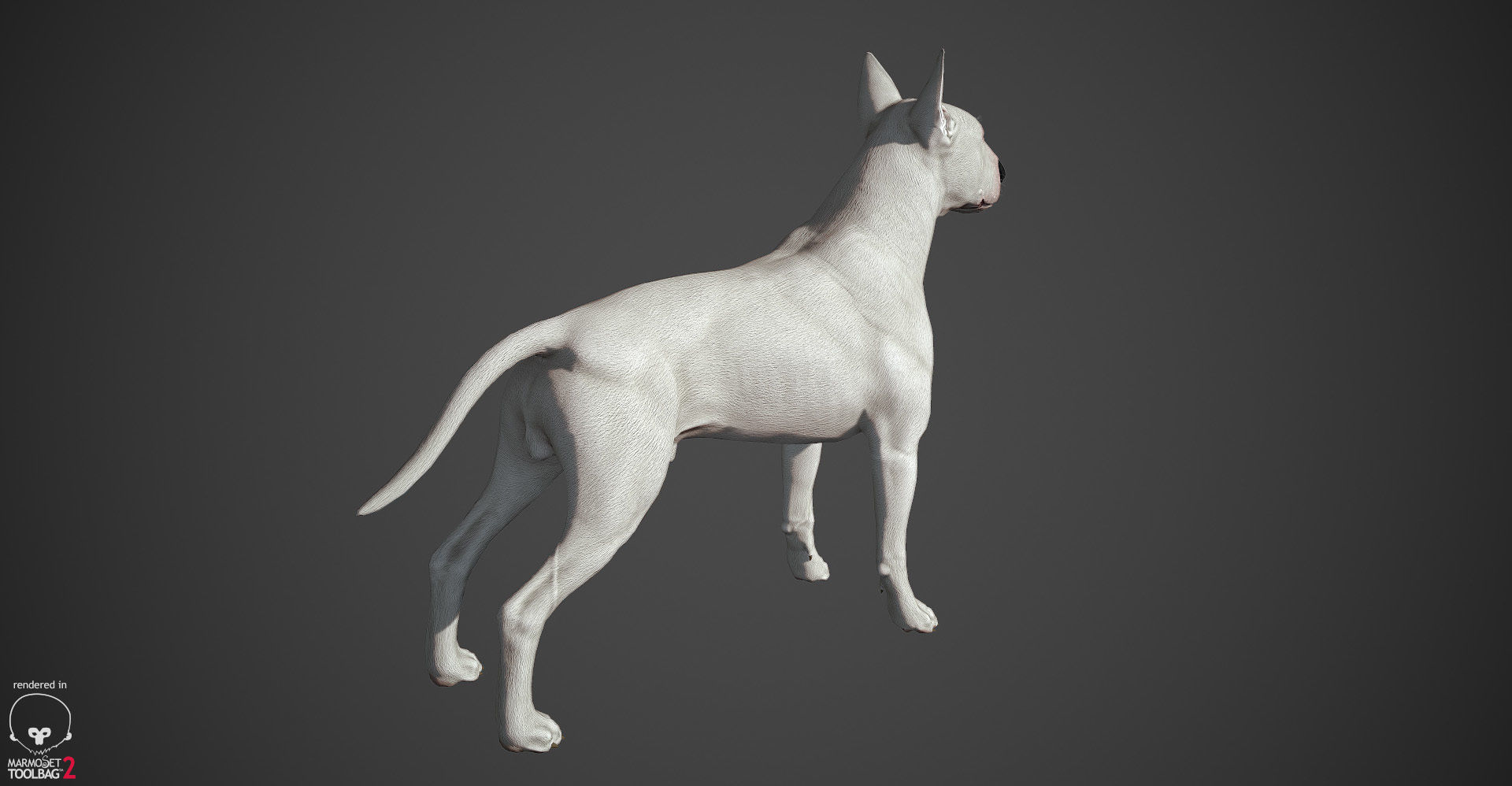 Bull Terrier Real-Time Low-poly 3D model_8