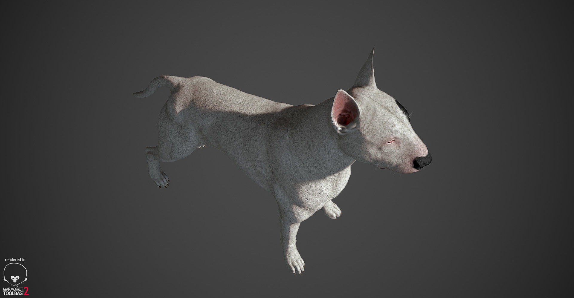 Bull Terrier Real-Time Low-poly 3D model_14