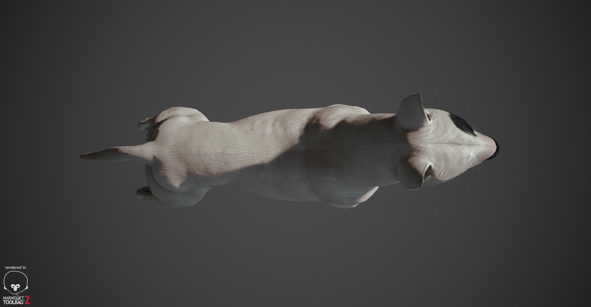Bull Terrier Real-Time Low-poly 3D model_15