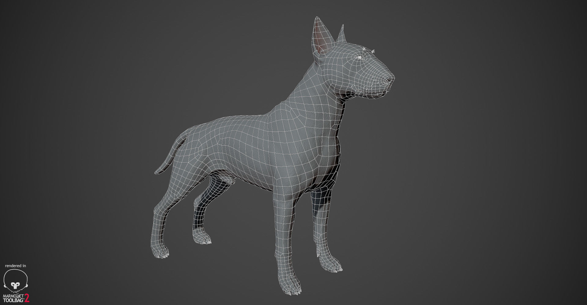 Bull Terrier Real-Time Low-poly 3D model_27