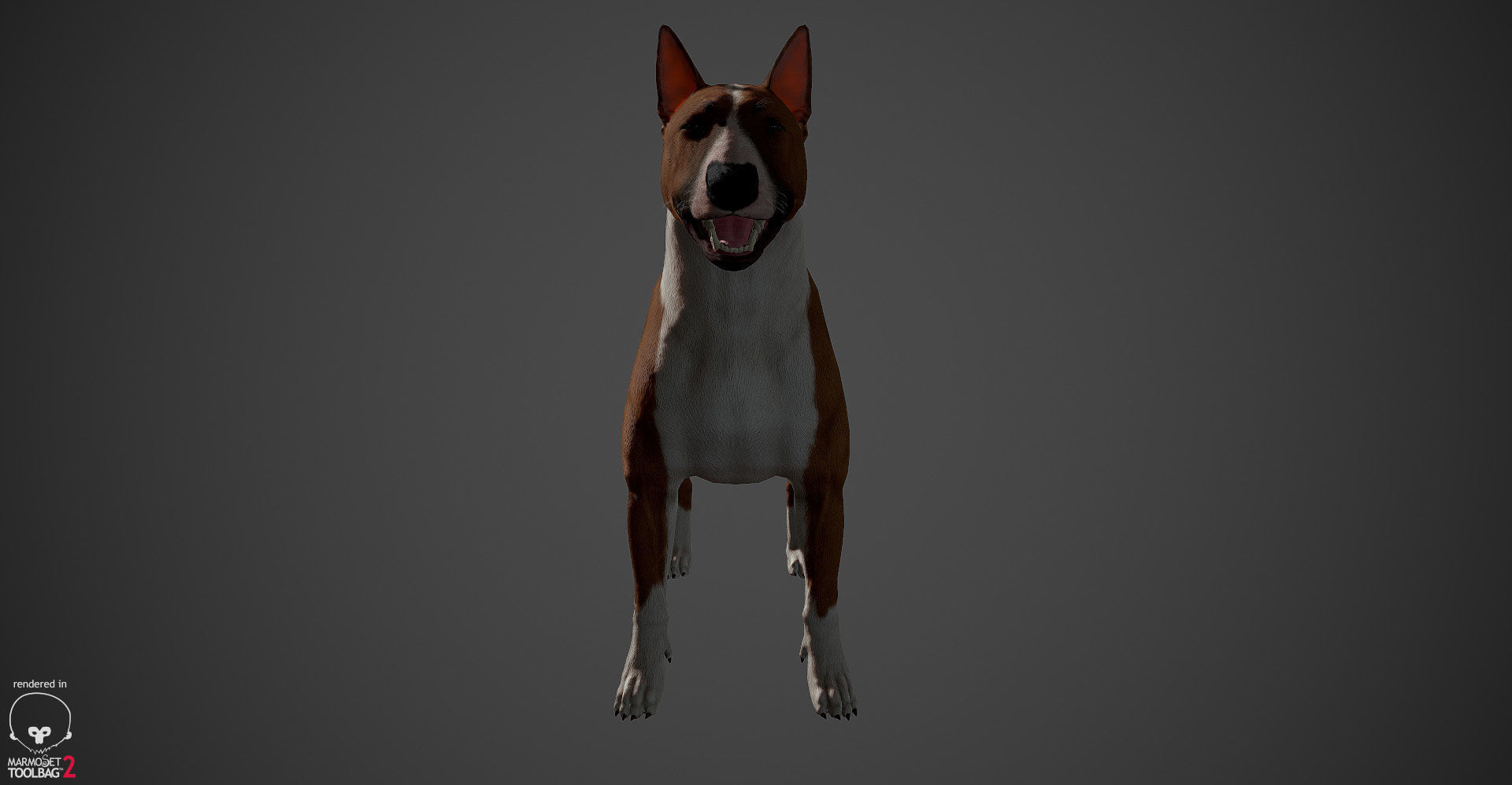 Bull Terrier Real-Time Low-poly 3D model_20
